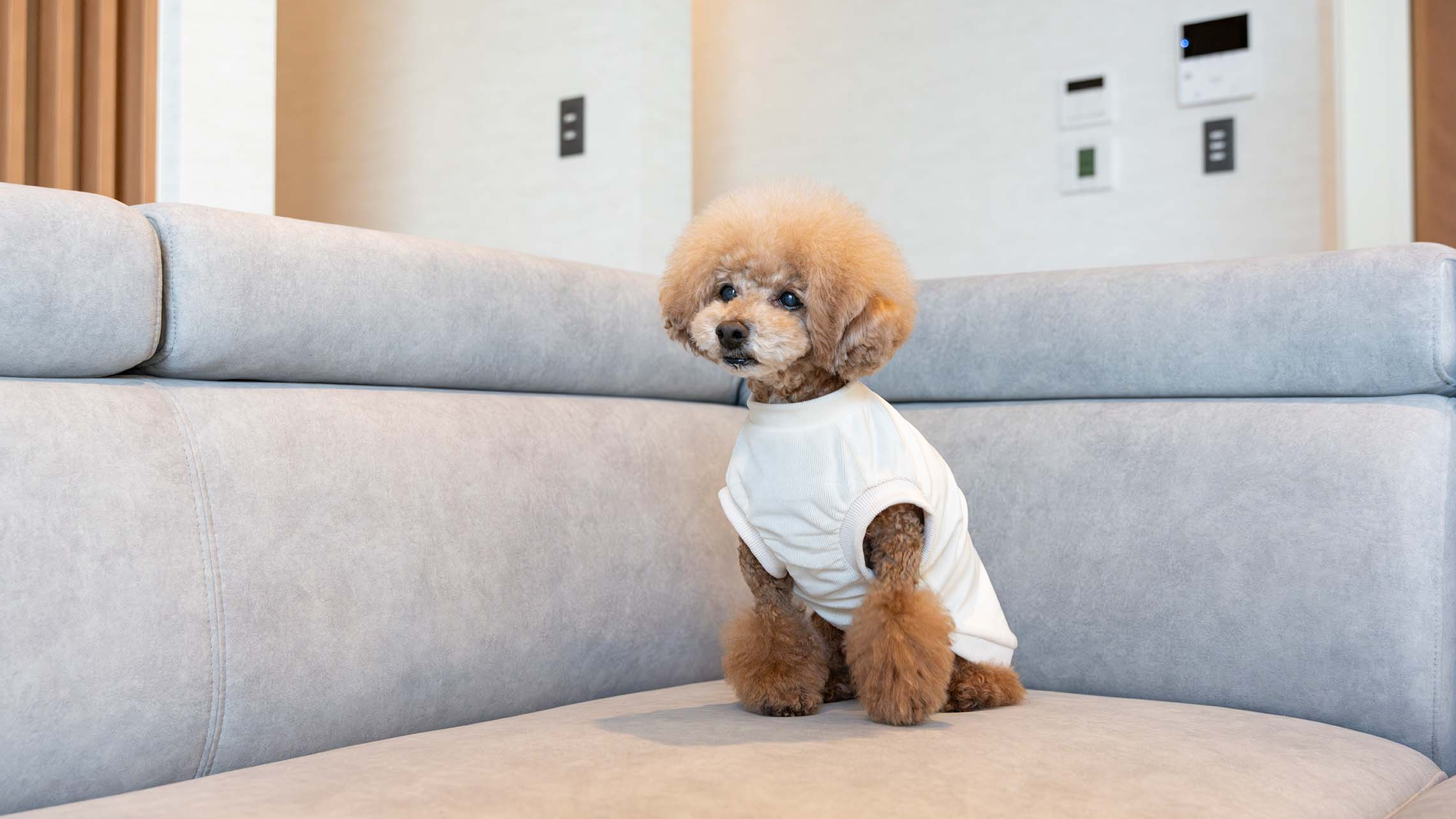 愛犬にやさしいソファー