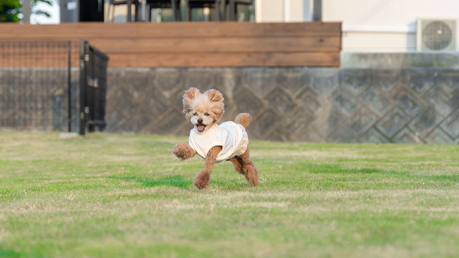 約100坪のプライベートドッグランで思いっきり愛犬と遊んでください。