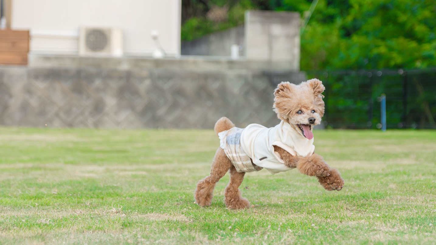 肉球の火傷に配慮した全面天然芝のプライベートドッグランです。
