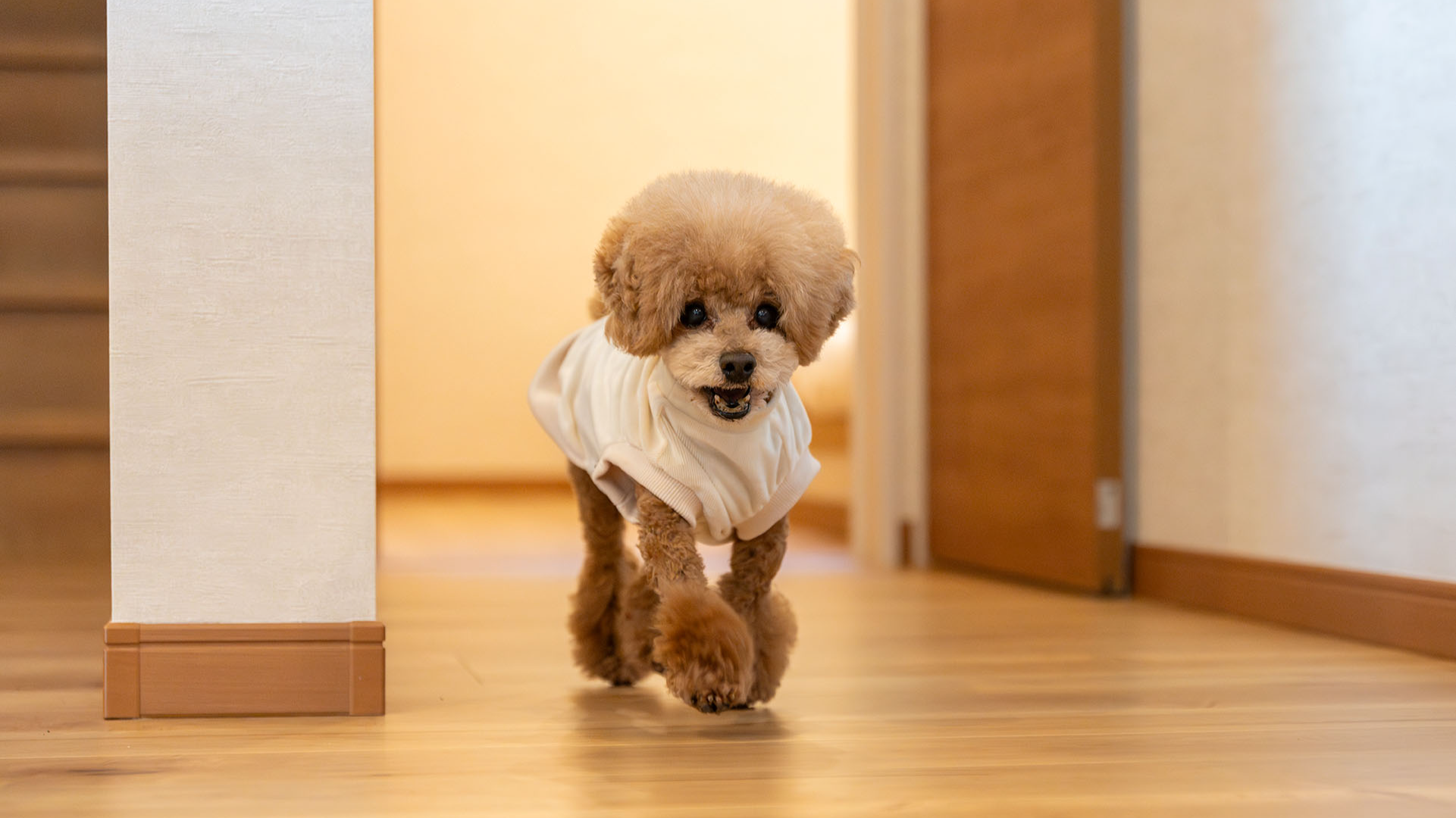 愛犬に配慮した床材を使用