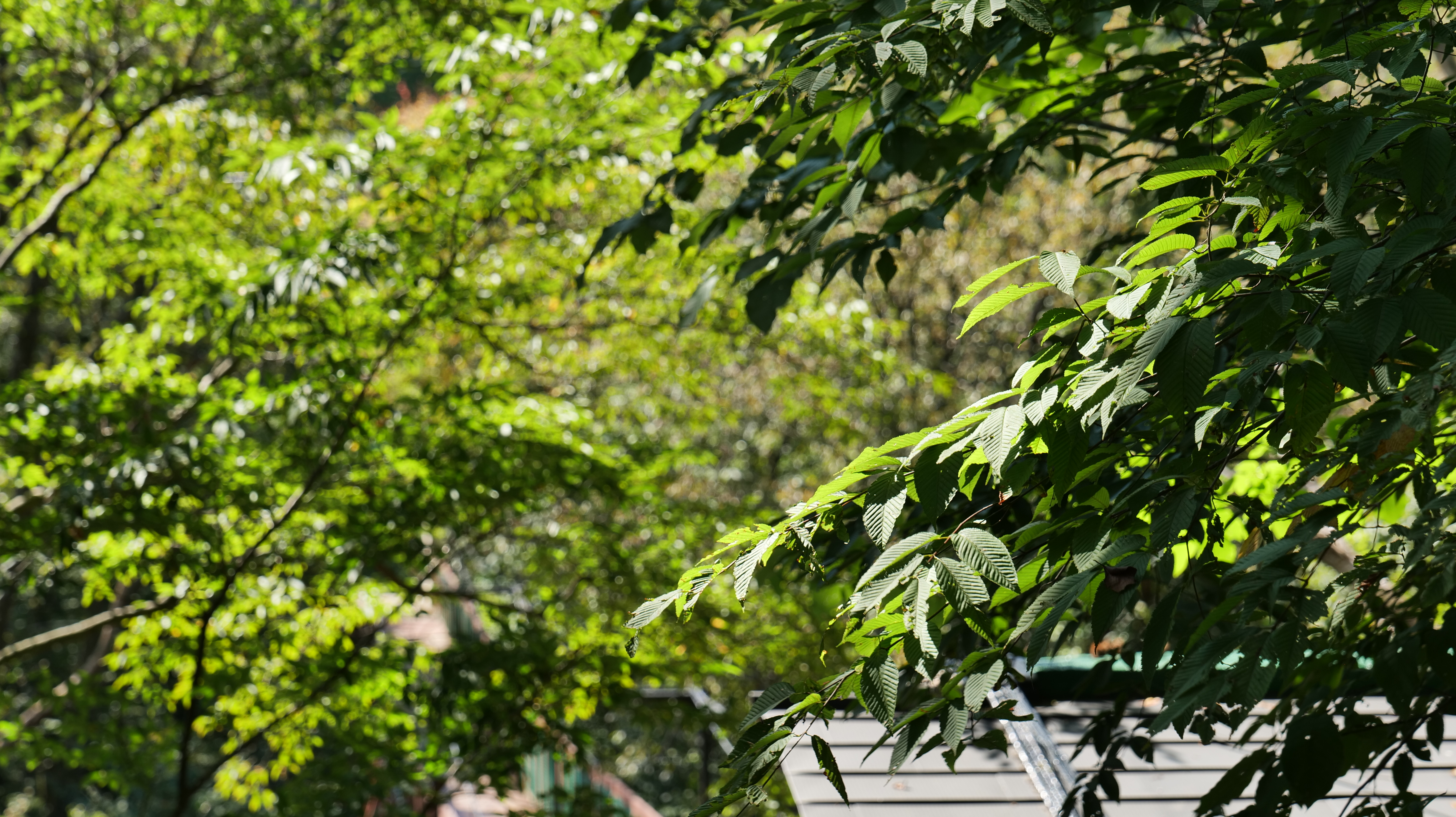 グリーンシーズンの緑