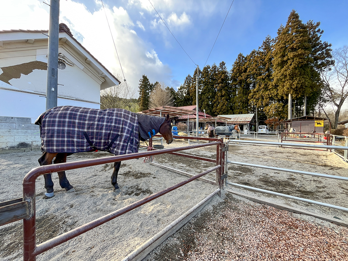 #プレイノール　兎や馬、羊などの動物たちとのふれあい体験をお楽しみいただけます