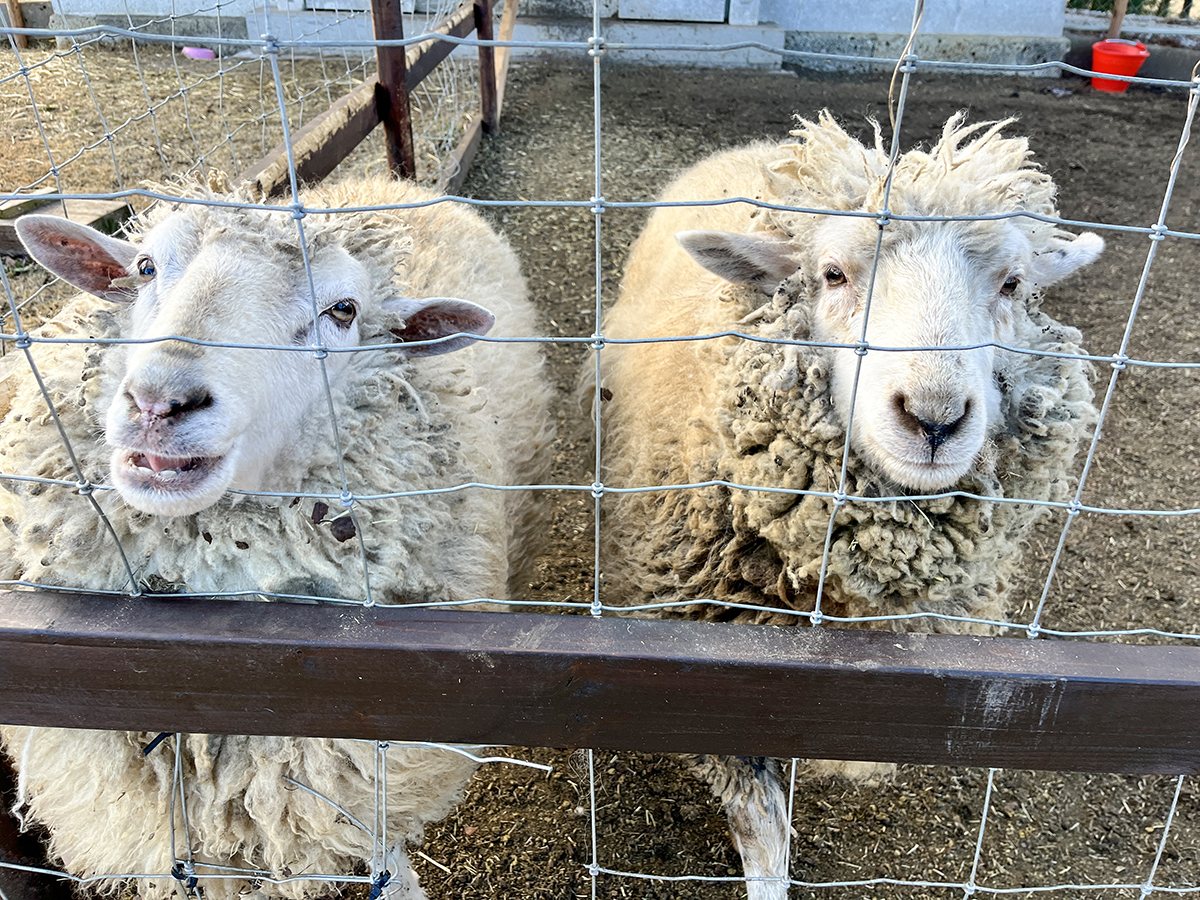 #プレイノール　食欲旺盛な羊さんたちに是非会いにきてください♪