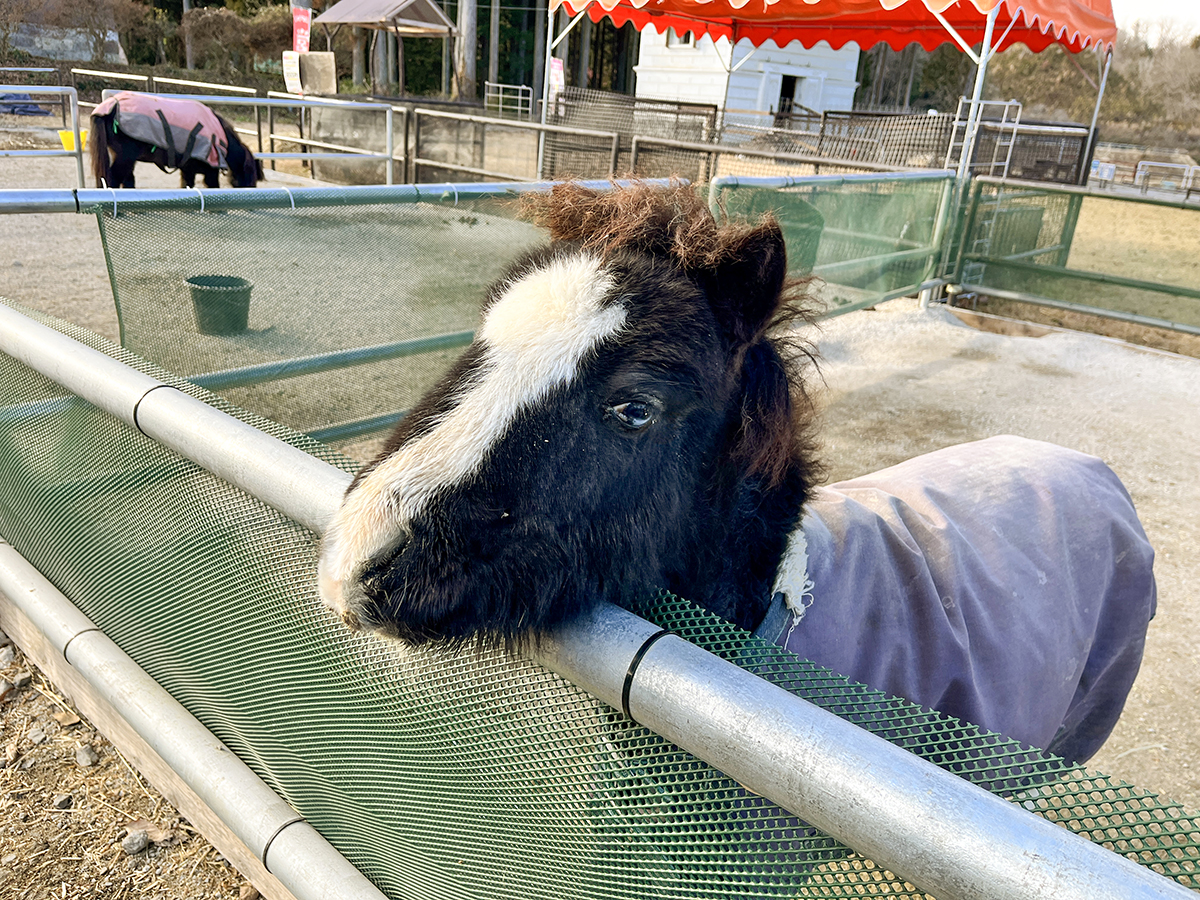 #プレイノール　動物ふれあい広場プレイノールでカワイイ動物たちに癒されませんか♪