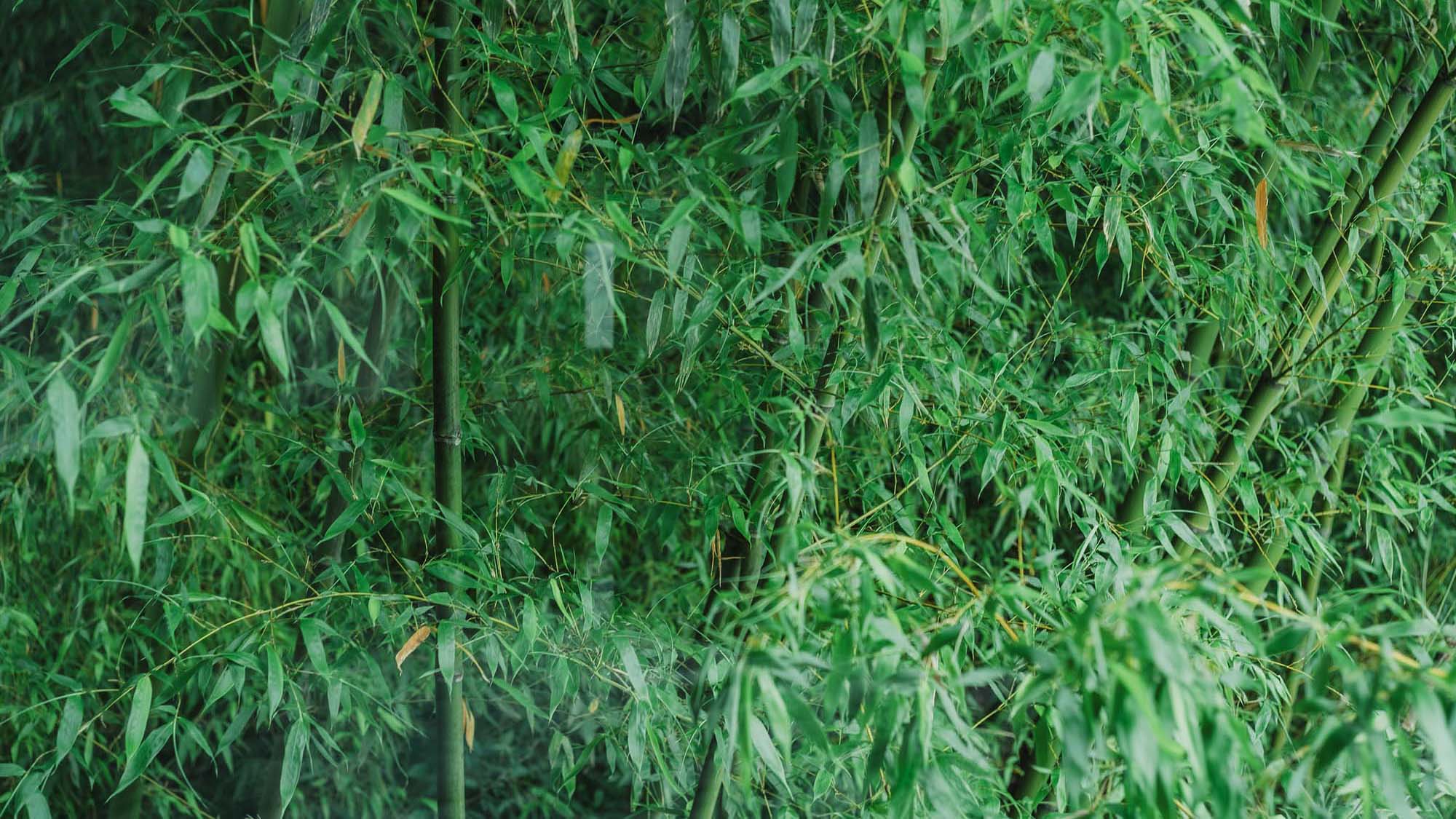 ・【景観】美しい竹林の景観をお楽しみいただけます