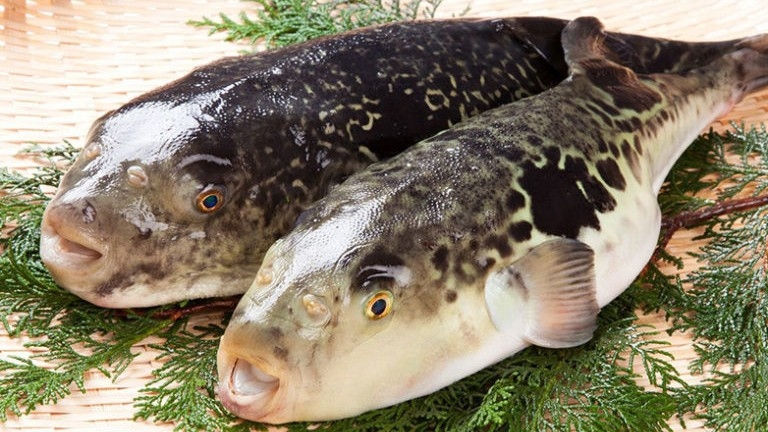 三年とらふぐをてっさや焼きで堪能！265㎡のヴィラを貸し切り