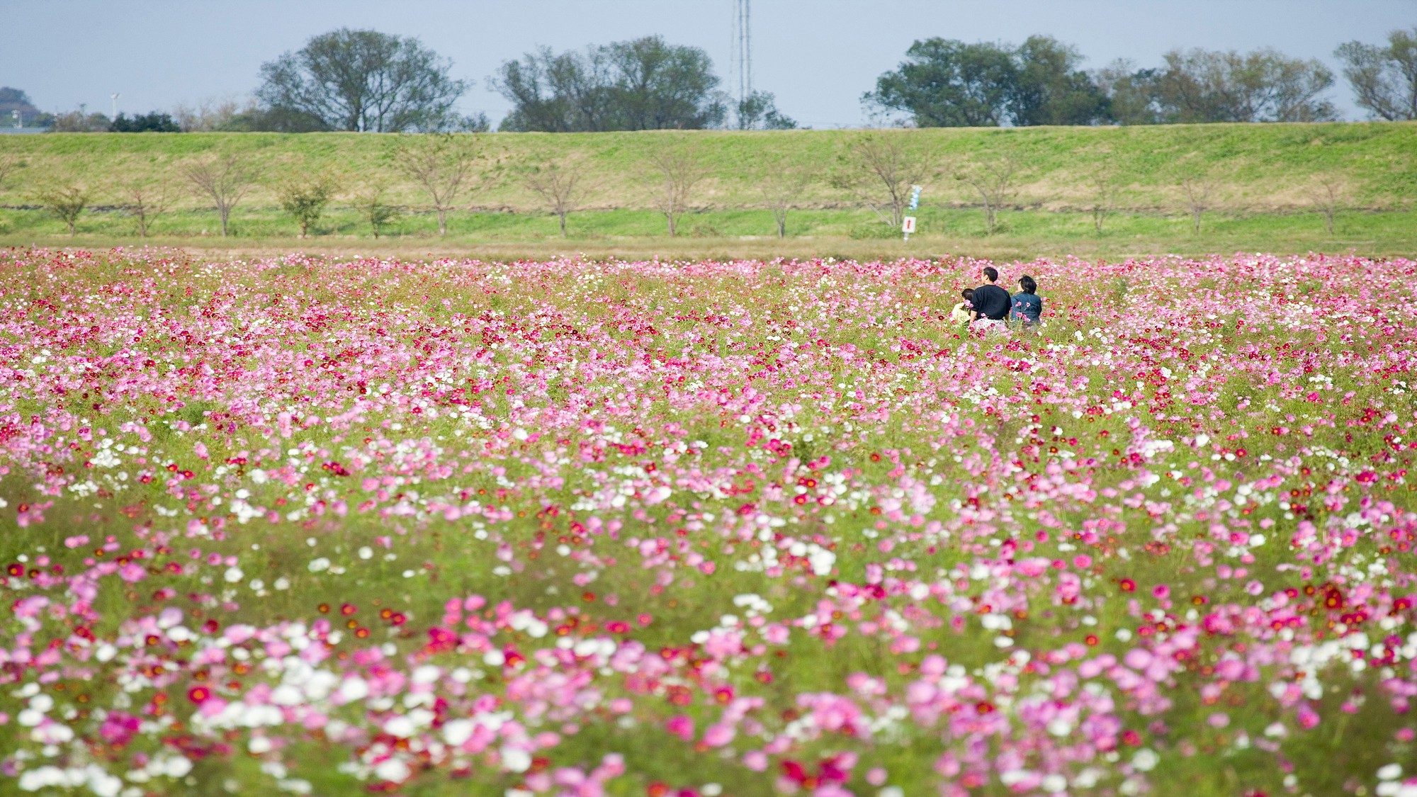 コスモス公苑では9月～10月中旬にかけて約1億本のコスモスが咲き誇ります。