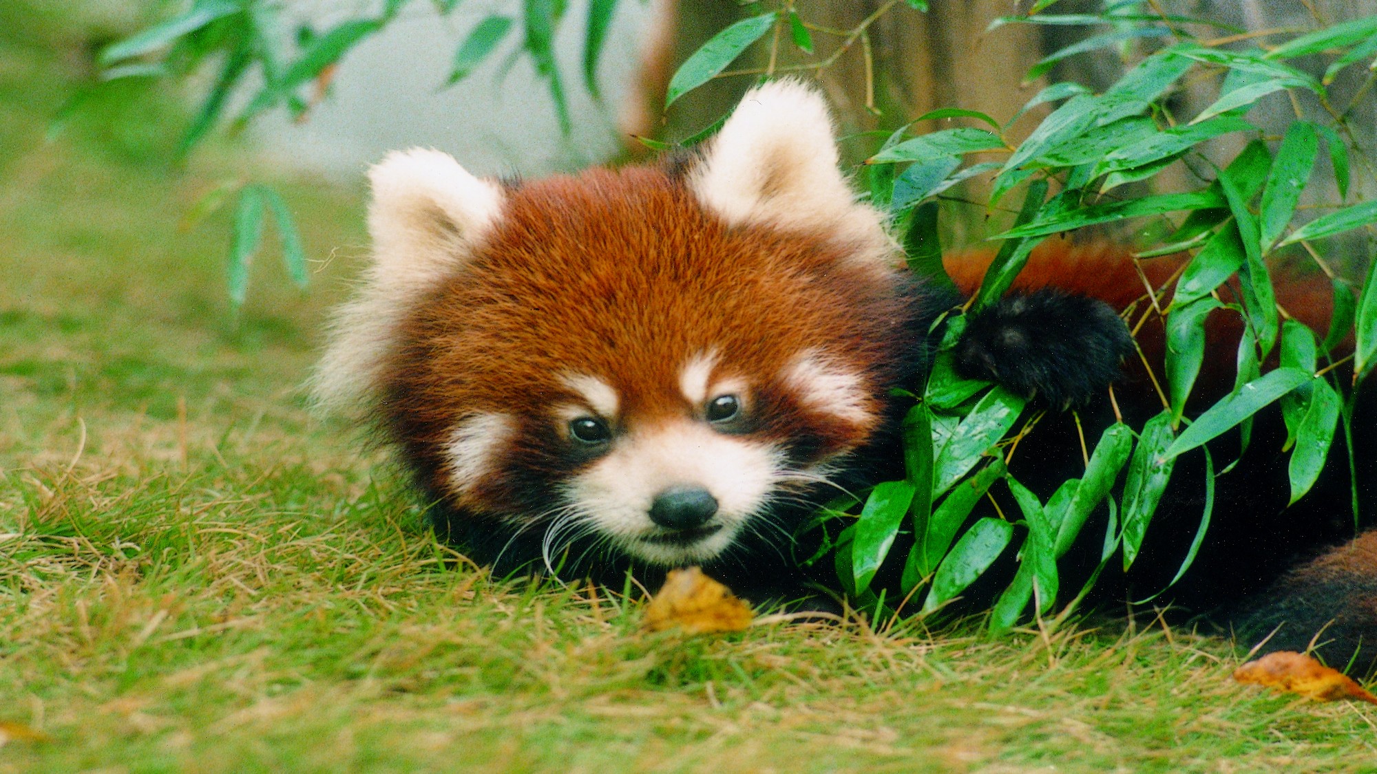 西山動物園はお車で約50分。