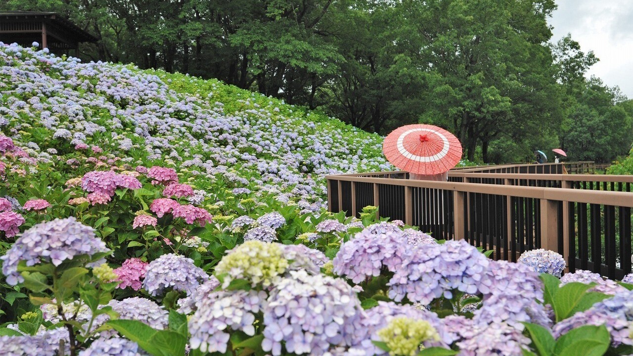 国営讃岐まんのう公園（初夏）アジサイ（画像提供：国営讃岐まんのう公園）