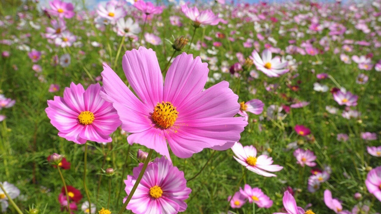 国営讃岐まんのう公園（秋）コスモス（画像提供：国営讃岐まんのう公園）