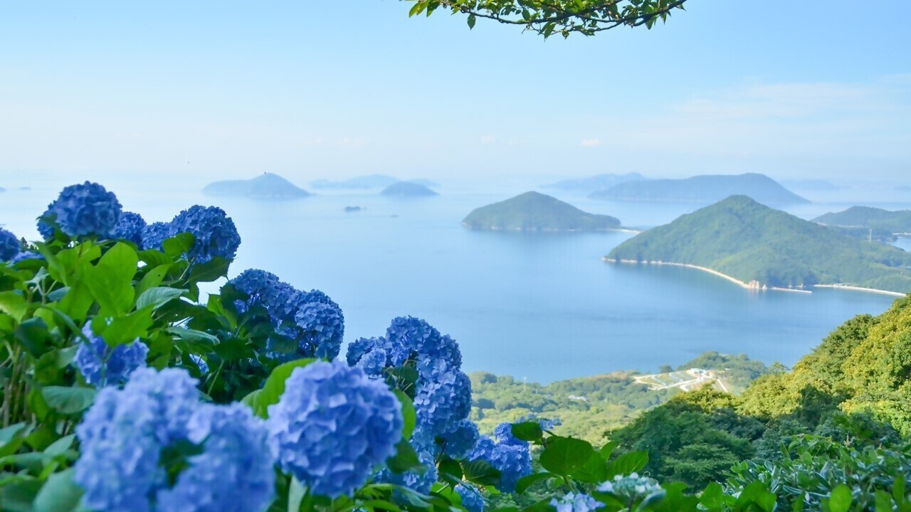 紫雲出山（アジサイ）