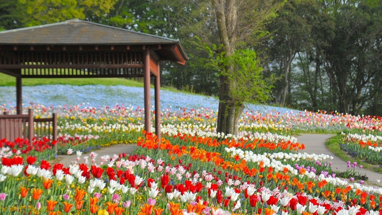 国営讃岐まんのう公園（春）チューリップ（画像提供：国営讃岐まんのう公園）