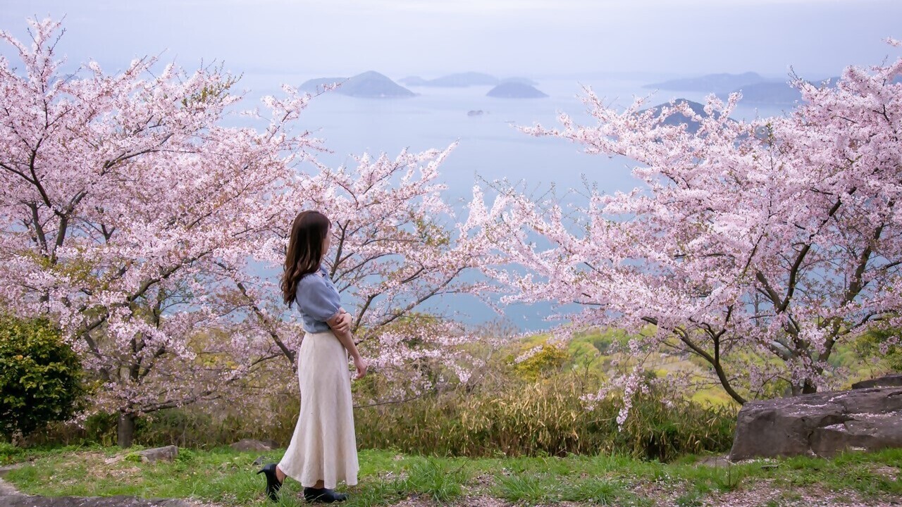 紫雲出山（桜）