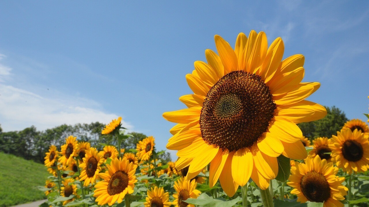 国営讃岐まんのう公園（夏）ヒマワリ（画像提供：国営讃岐まんのう公園）