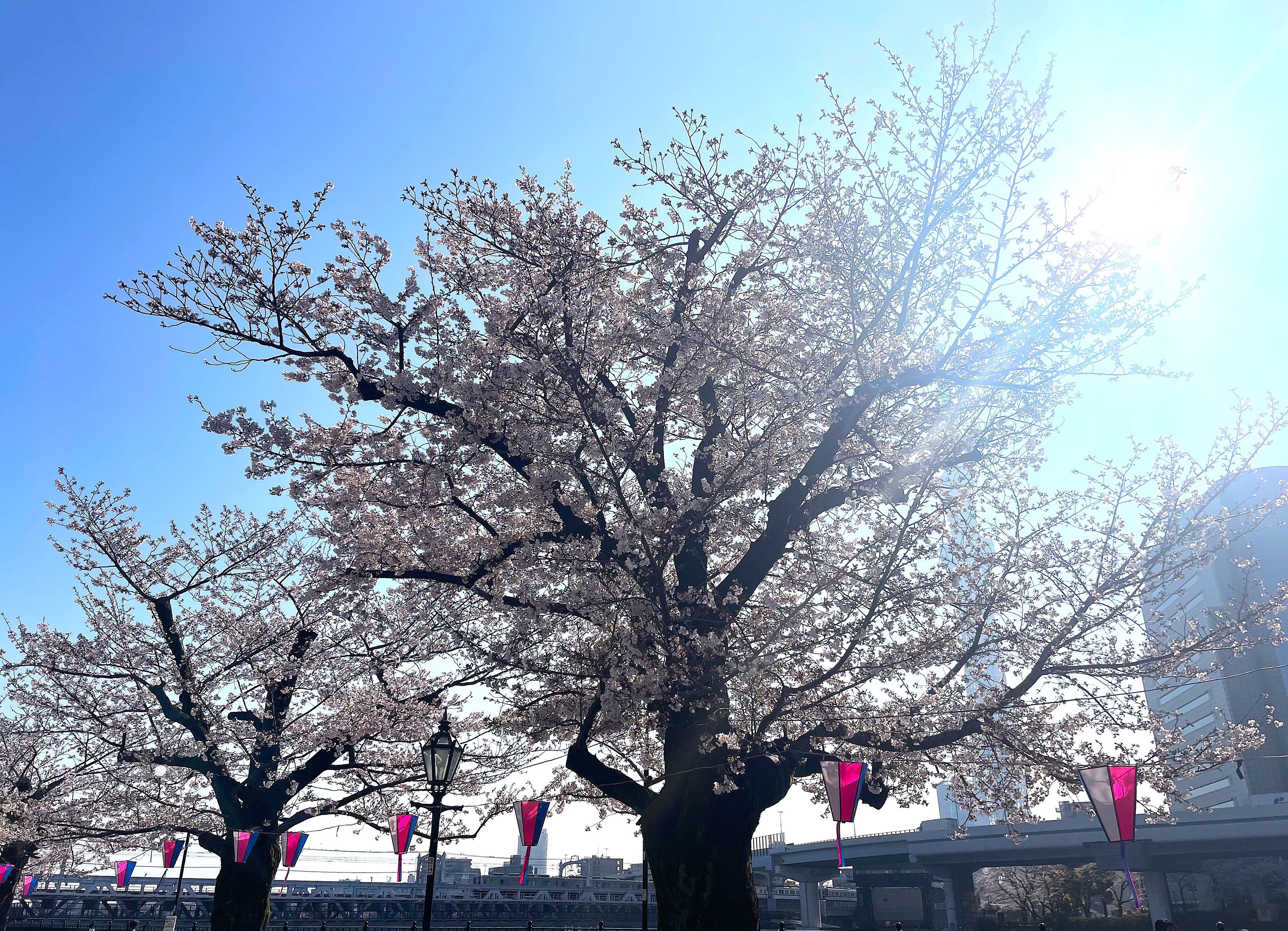 隅田公園桜