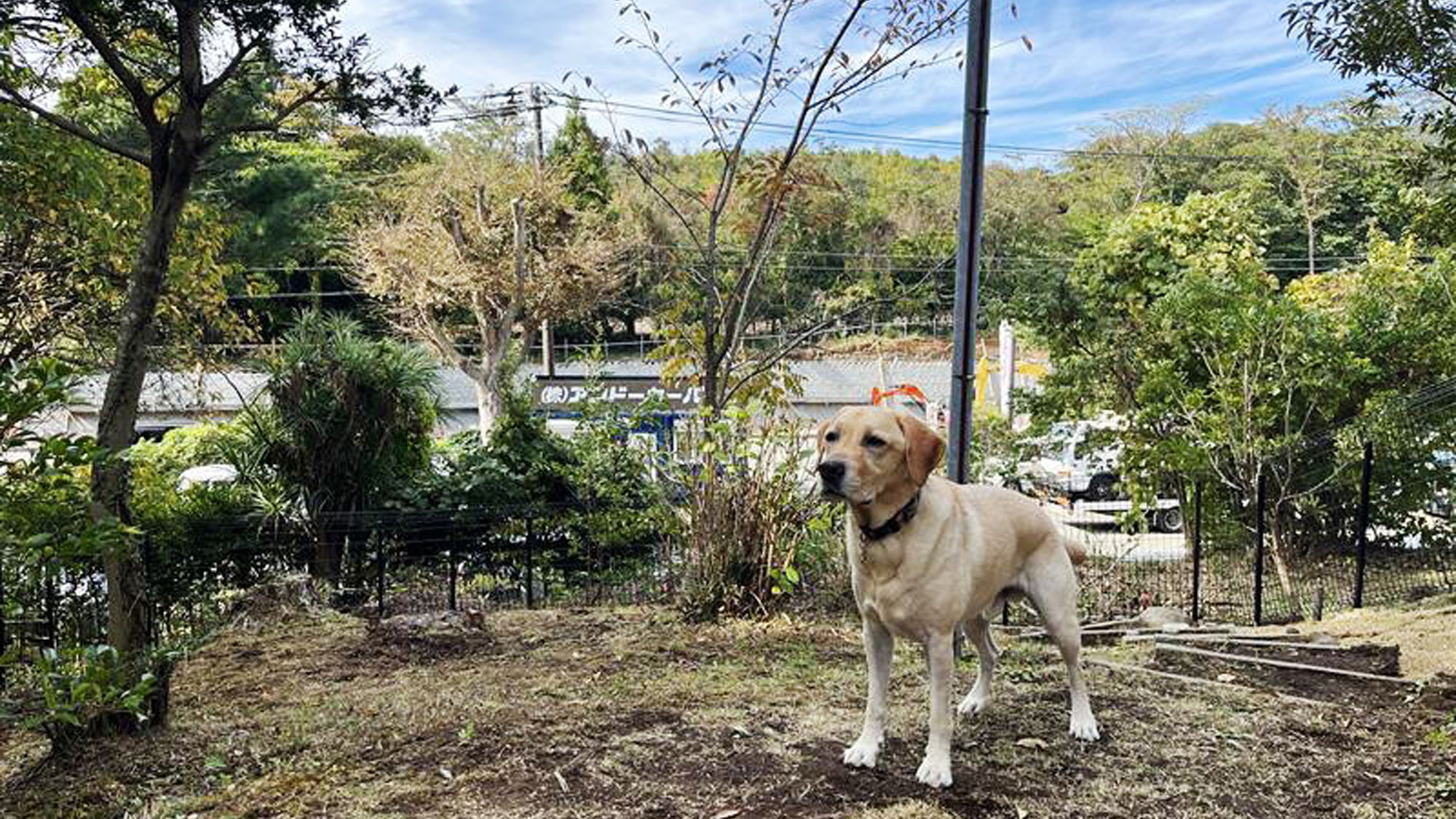 看板犬◇IL Tramontoの看板犬のルーク*