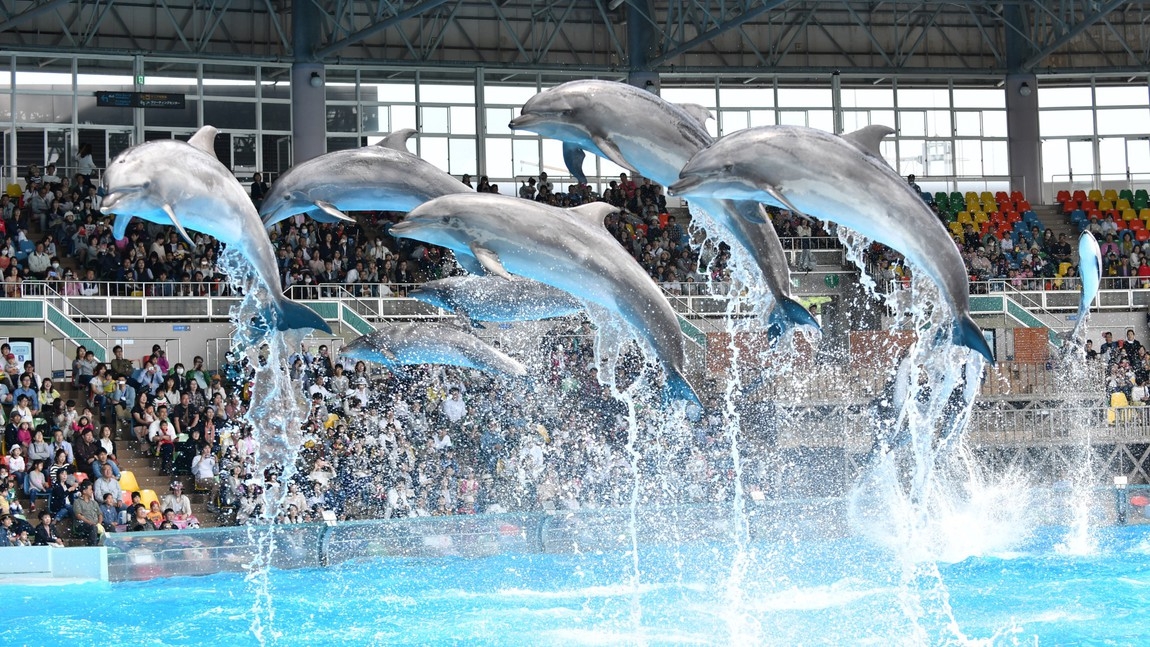 【春SALE】【白浜時間満喫】アドベンチャーワールド入園券付プラン！