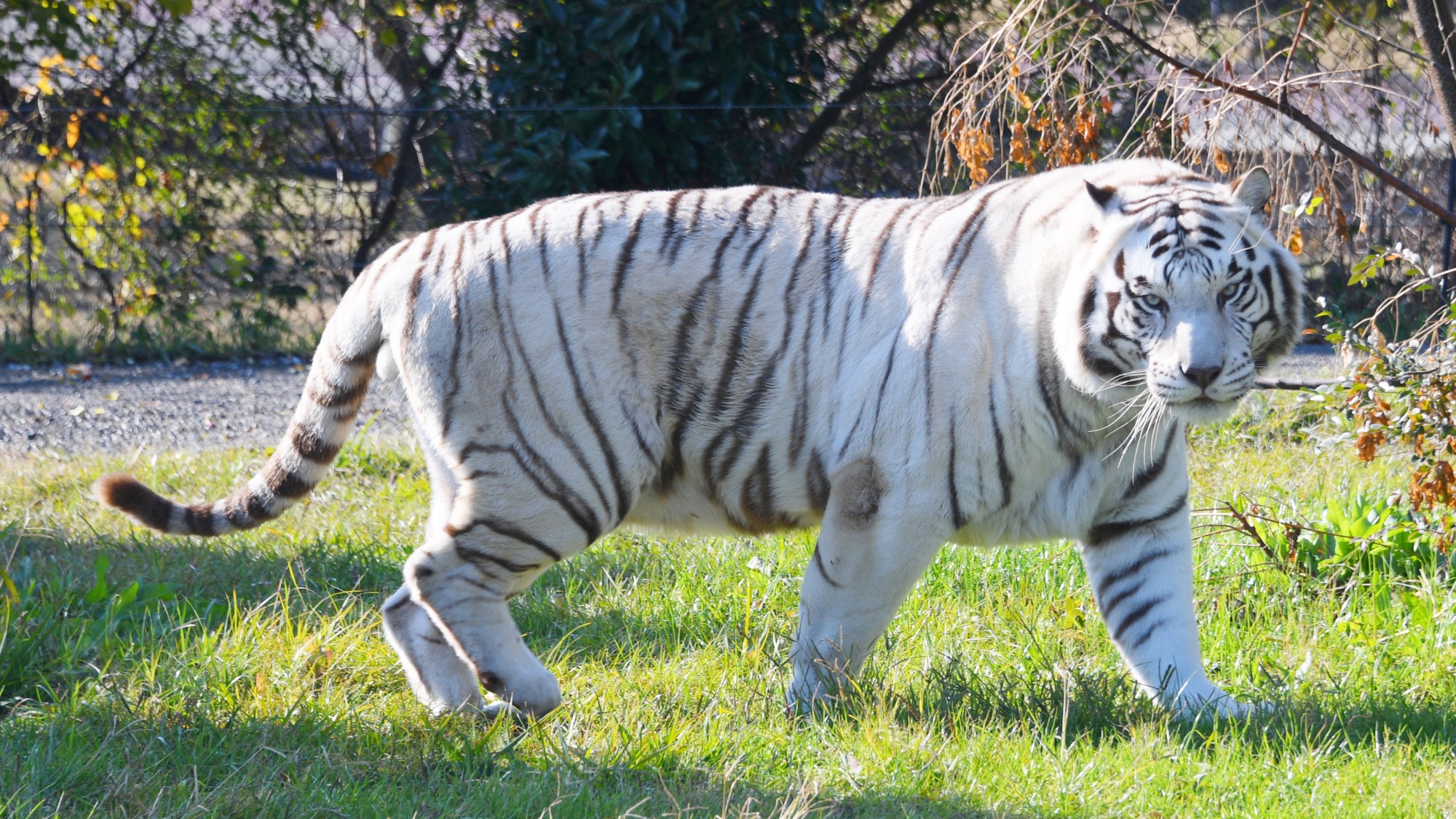 アドベンチャーワールド（当館からお車で約15分）