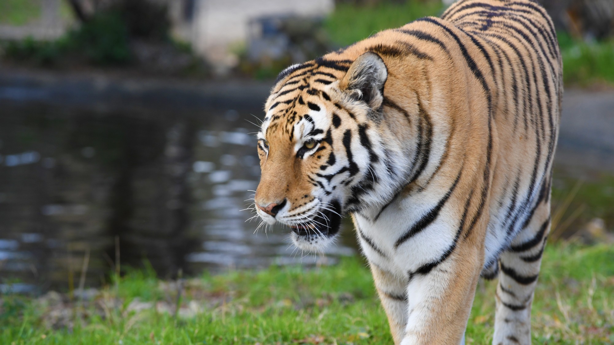 アドベンチャーワールド（当館からお車で約15分）