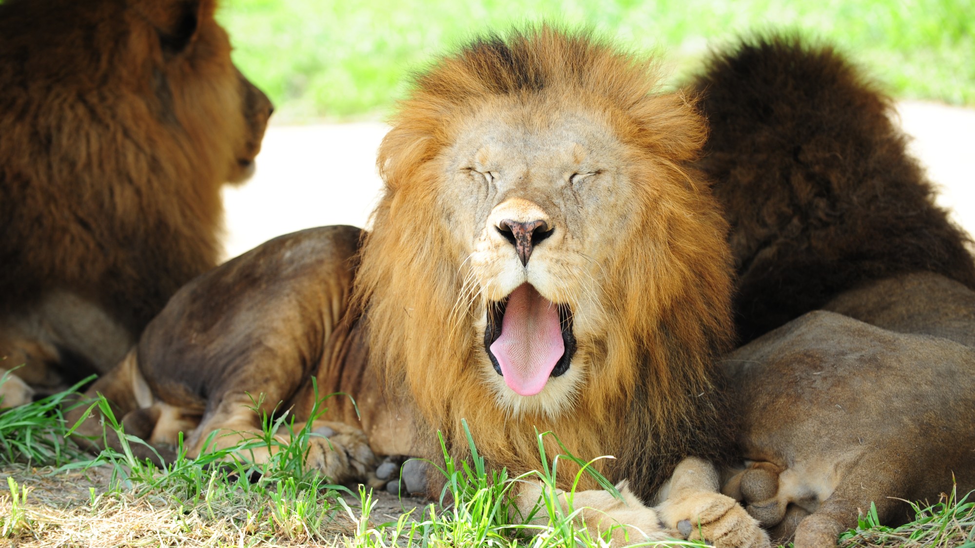 アドベンチャーワールド（当館からお車で約15分）