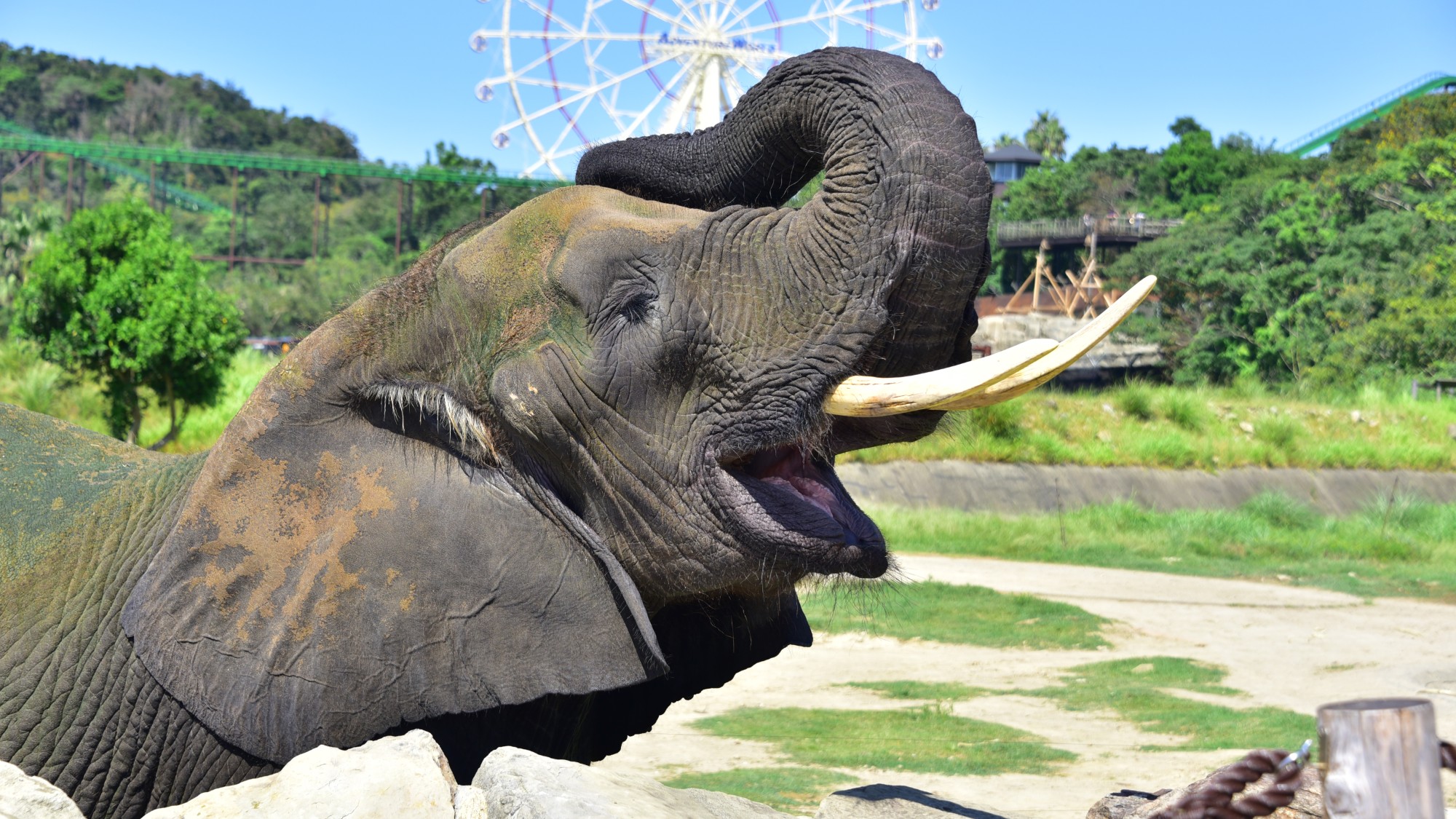 アドベンチャーワールド（当館からお車で約15分）