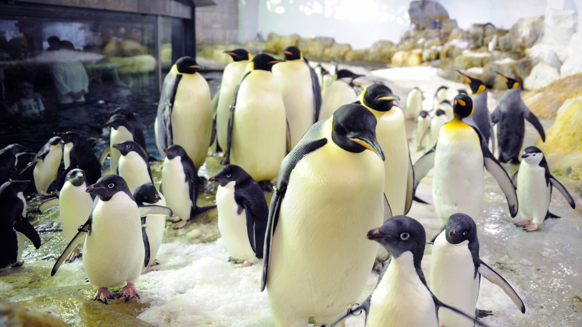 アドベンチャーワールド（当館からお車で約15分）