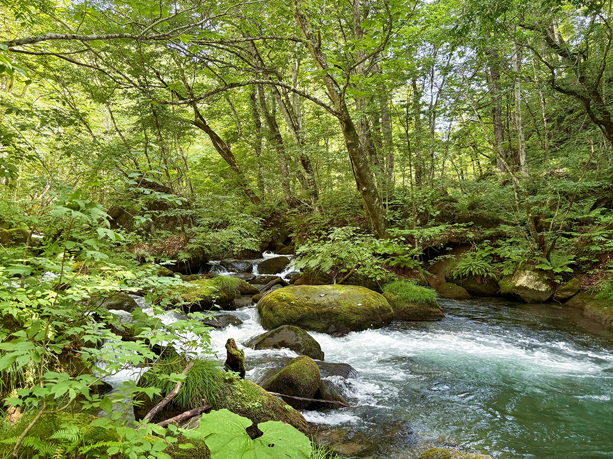 ＃【周辺】深い緑に囲まれる奥入瀬渓流