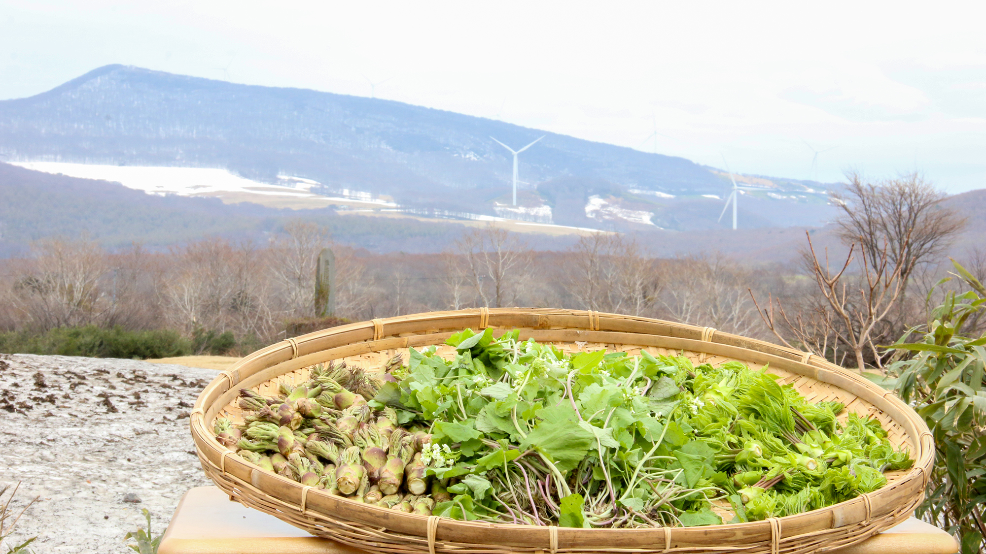 #山菜　八甲田で採れる自然の恵み