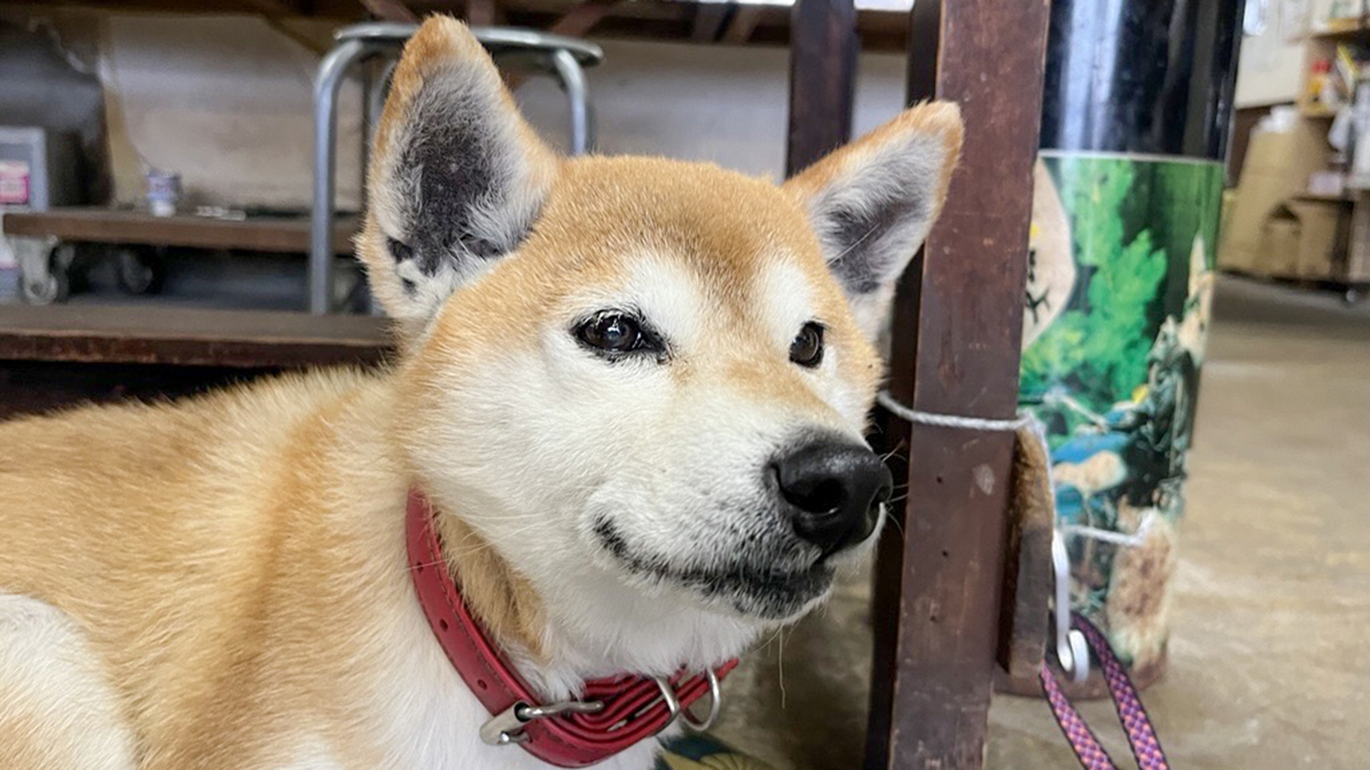 #まめこ　とってもお利口なまめこが皆様のお越しをお待ちしております