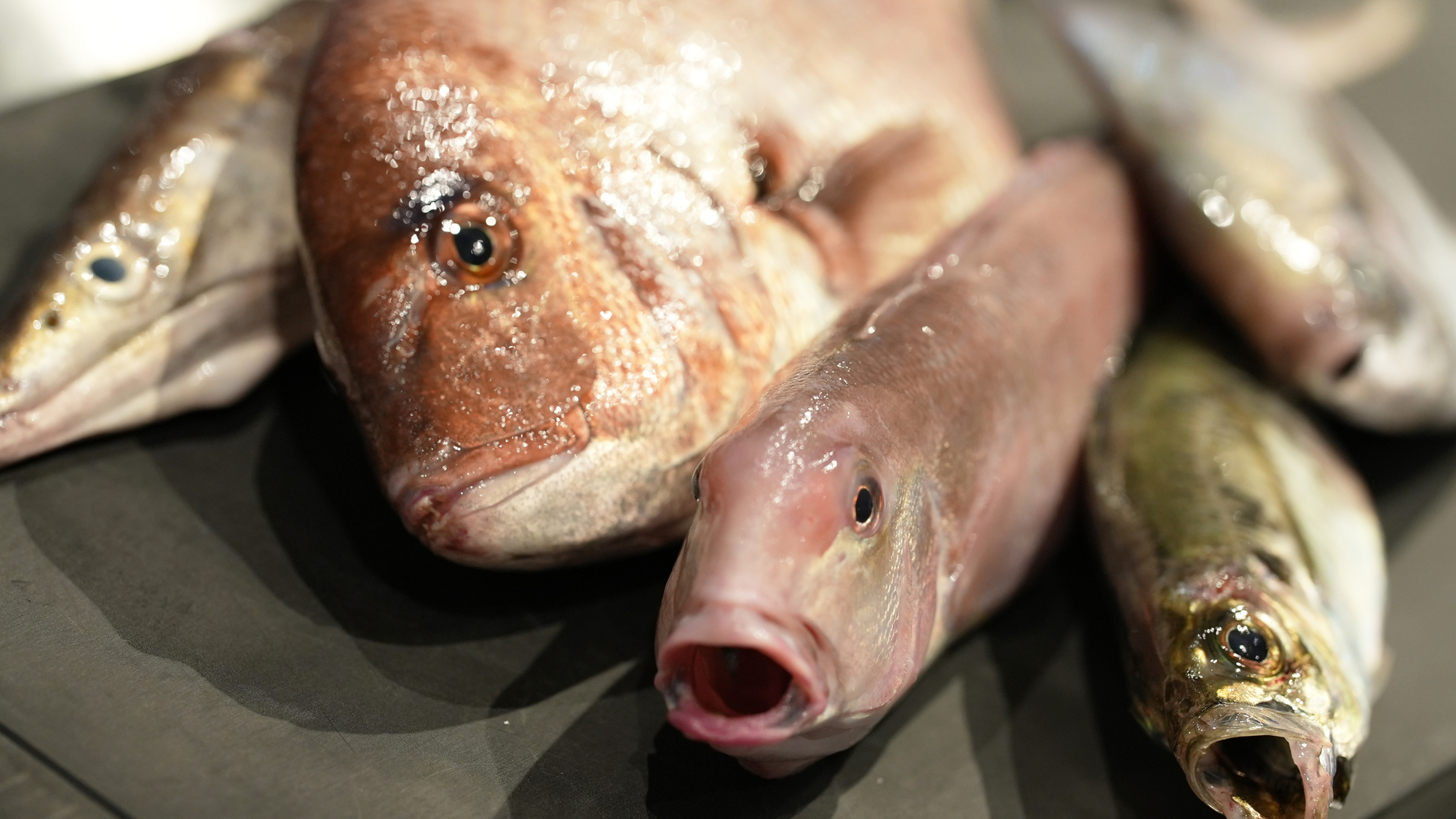 【お料理イメージ】