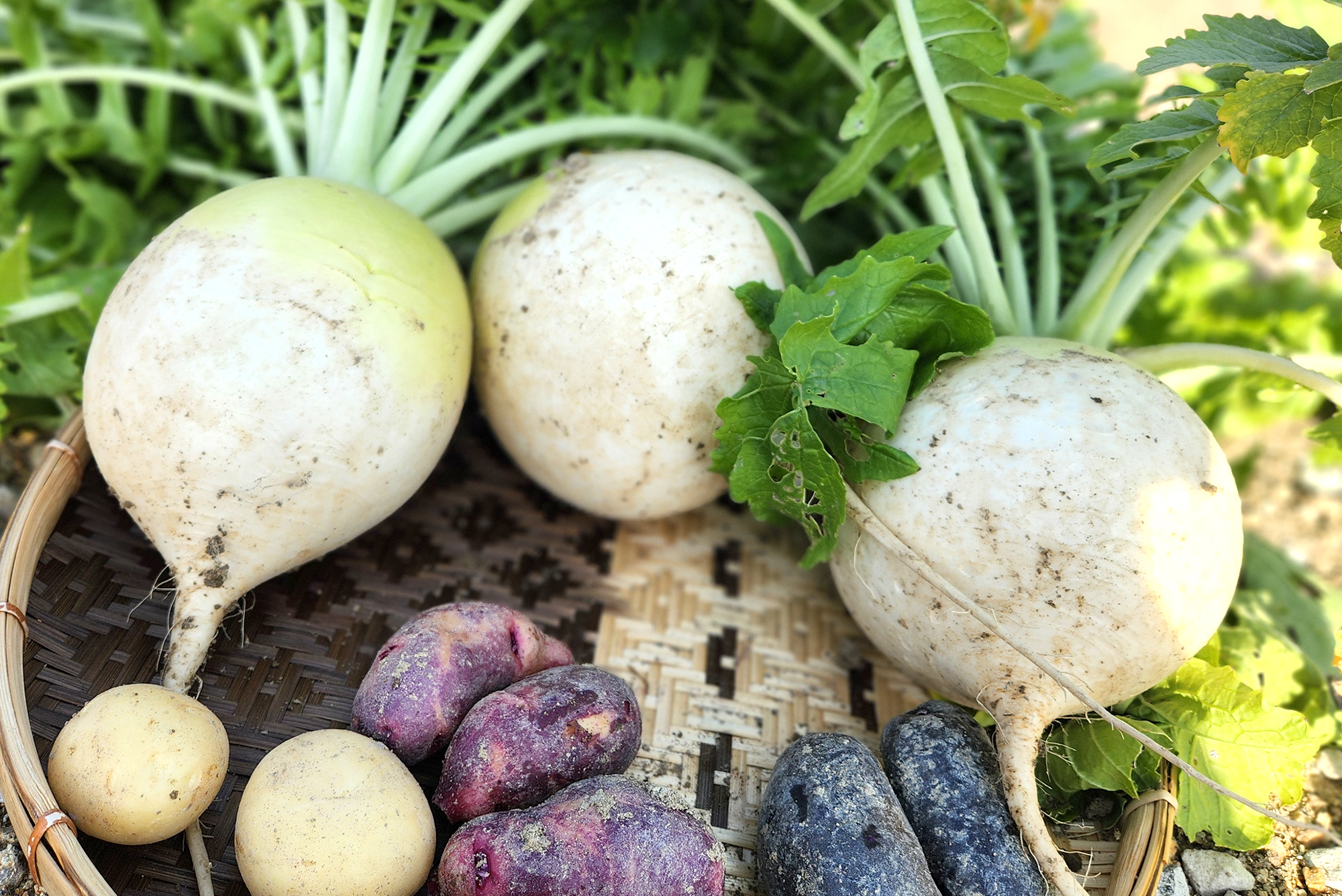 【お料理イメージ】