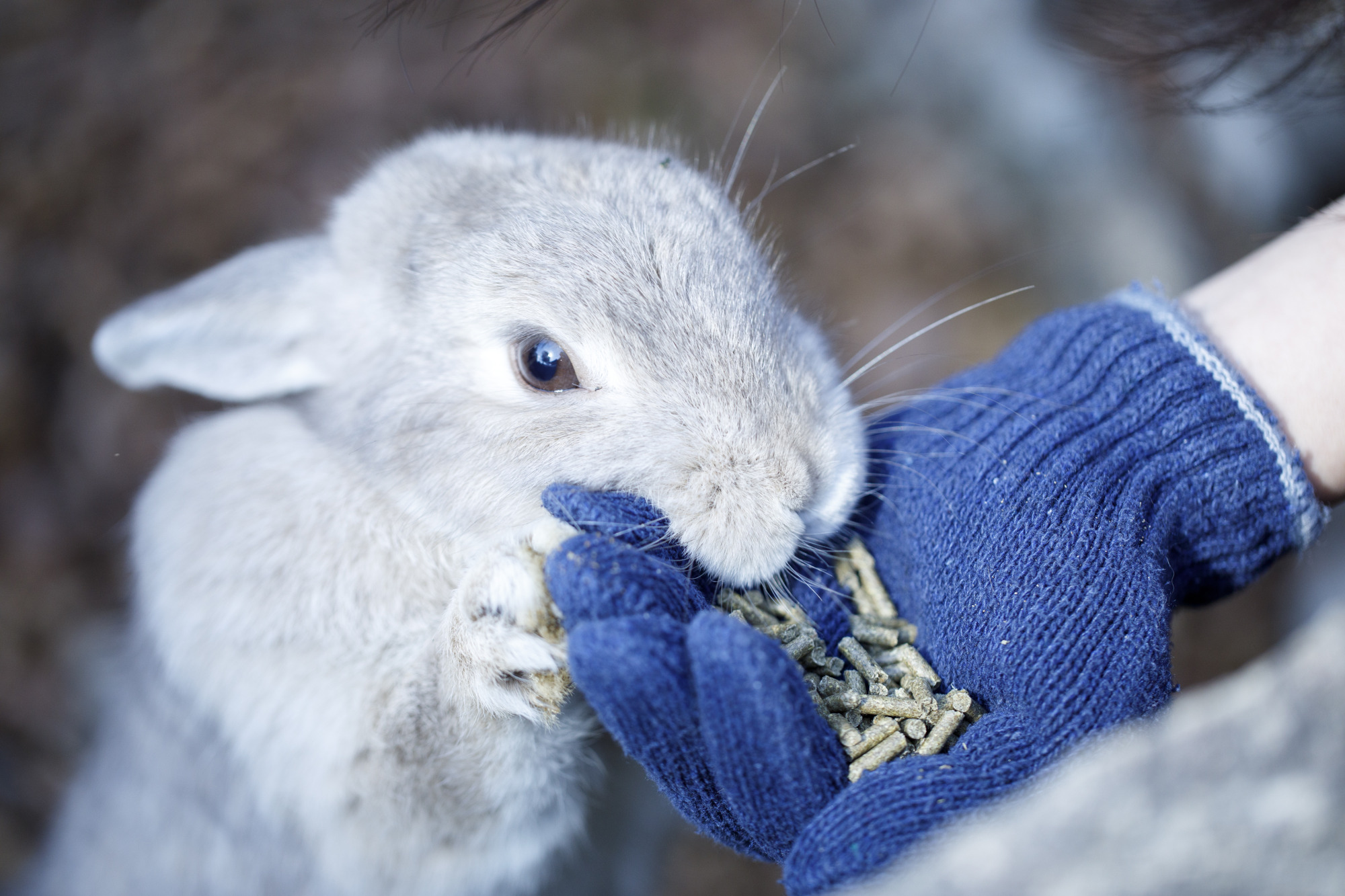 ホテルグランビナリオＫＯＭＡＴＳＵ　ＡＮＮＥＸ - 写真 21