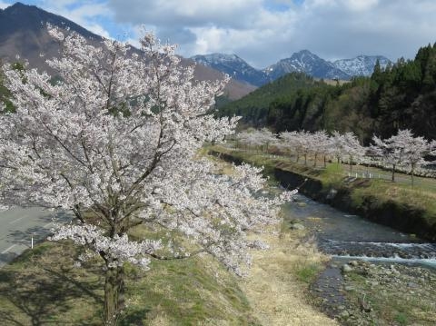 他より少し春の訪れが遅いのでゴールデンウィークは桜が満開！！雪解けの春が絶景の湯沢を楽しむ