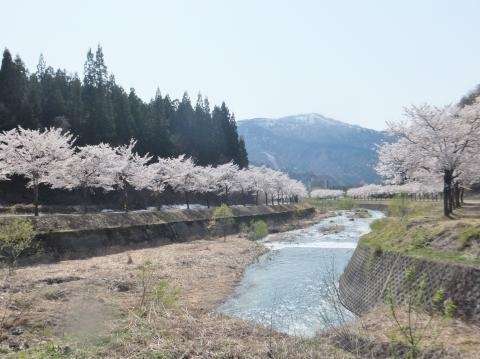 他より少し春の訪れが遅いのでゴールデンウィークは桜が満開！！雪解けの春が絶景の湯沢を楽しむ