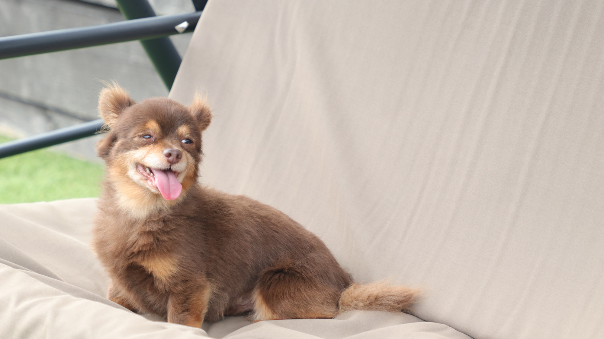 ワンちゃんイメージ_スウィングベンチでもまったり*