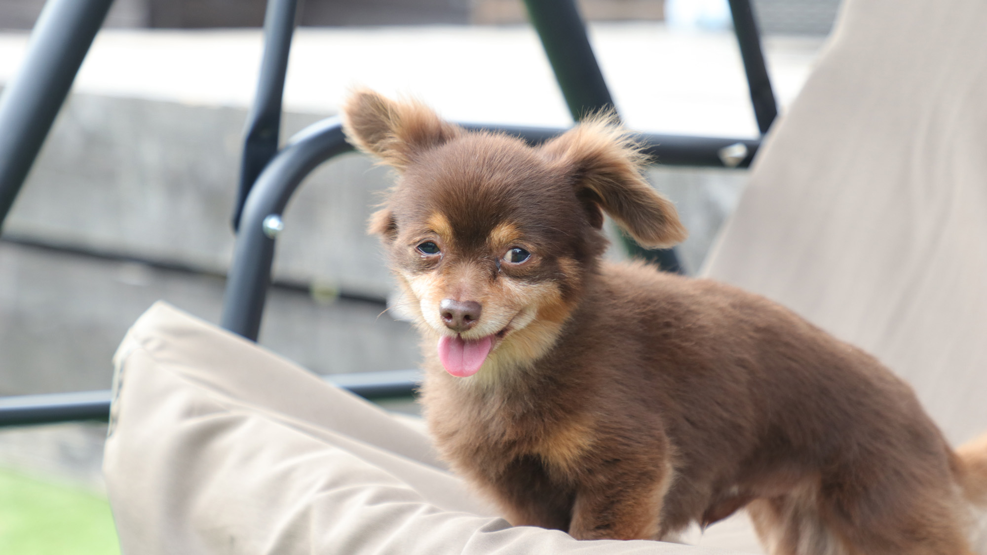 ワンちゃんイメージ_スウィングベンチでもまったり*