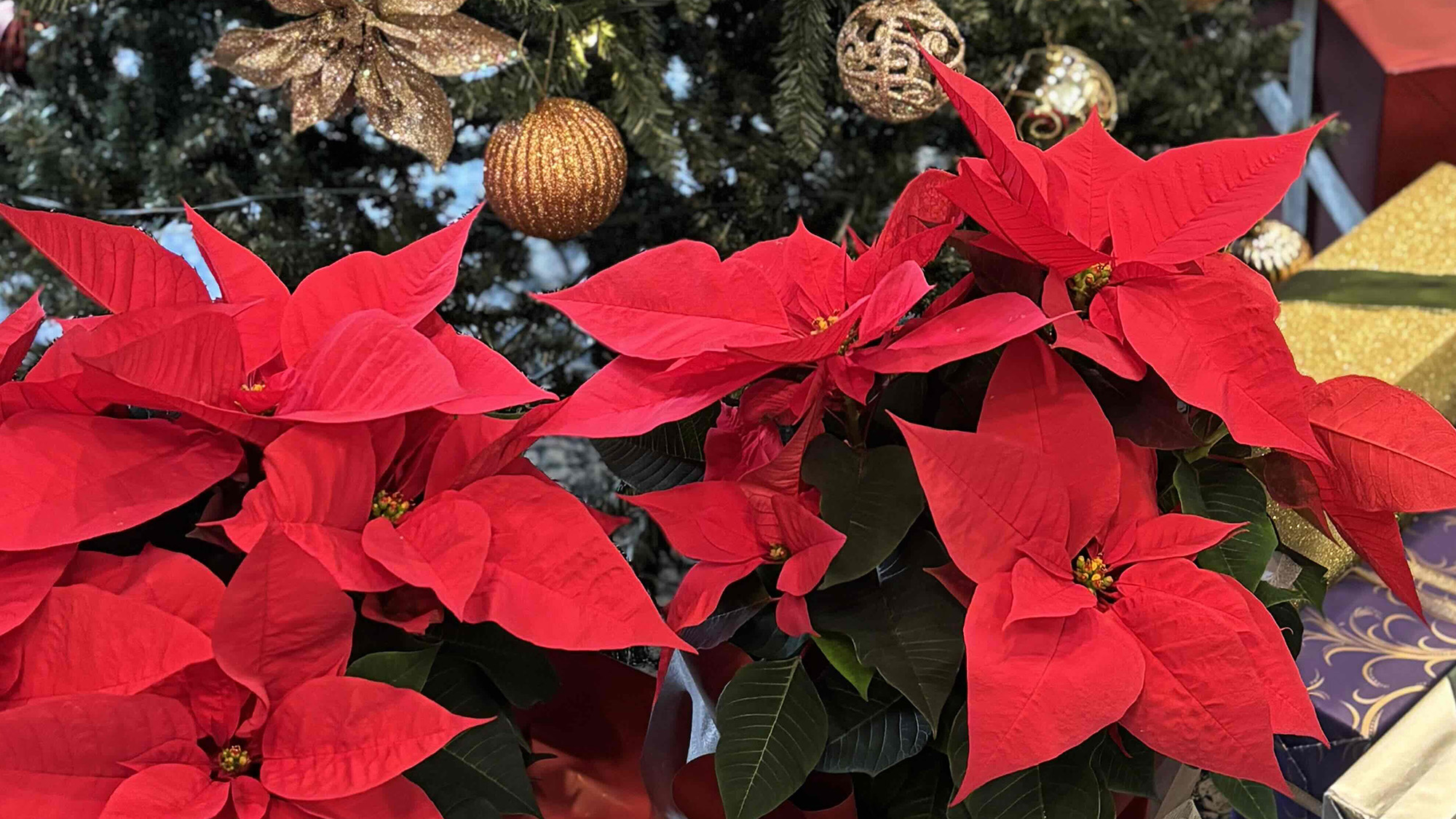 ◆レストラン二合目_ポインセチア