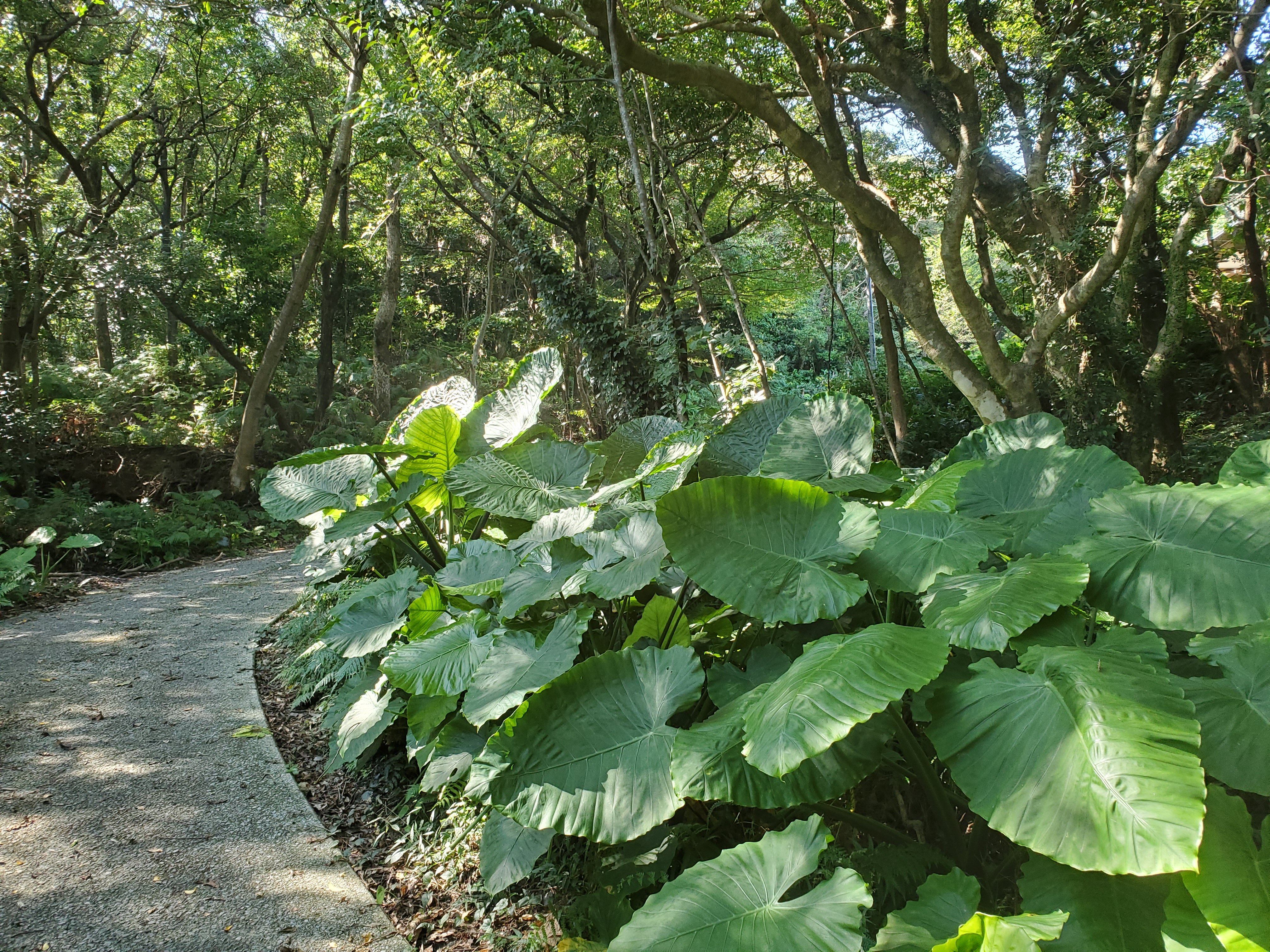 天空の森敷地の植物