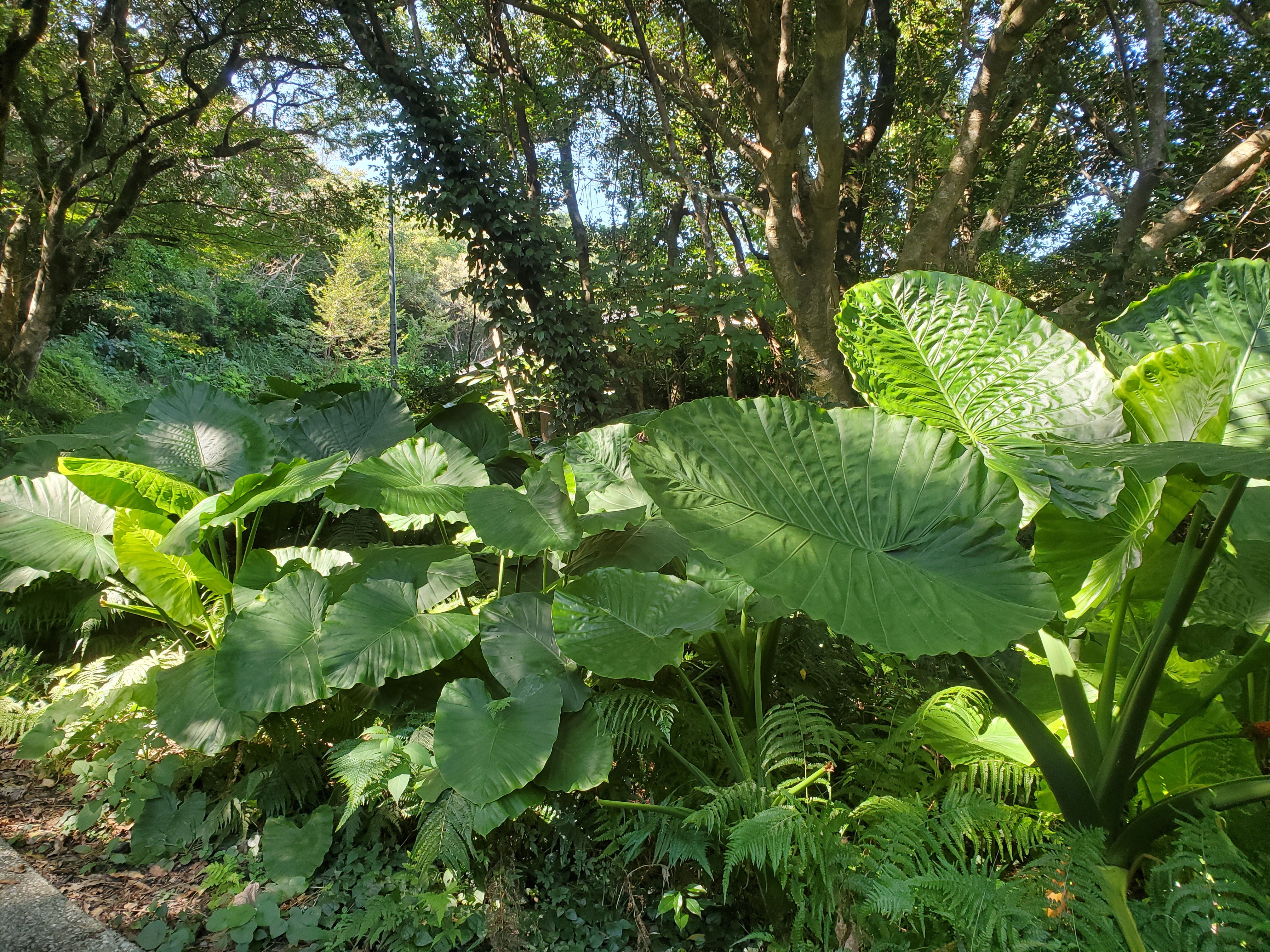 天空の森に生きる植物たち