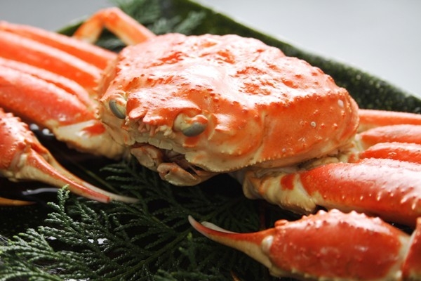 ★C【かにフルコース】本命かにちゃんにまっしぐら！プリップリ活かにのお造りに舌鼓〔1泊2食付〕