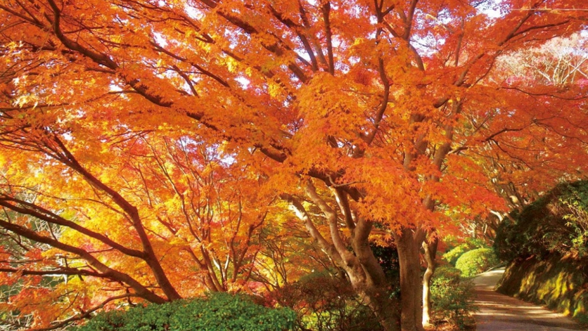 白野江植物公園