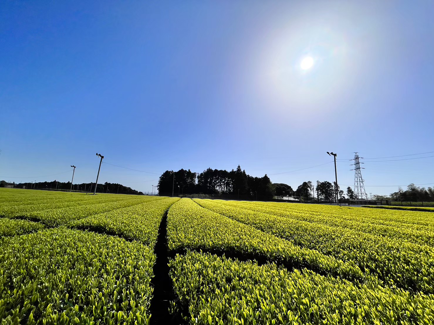 [茶都の宿]周辺風景