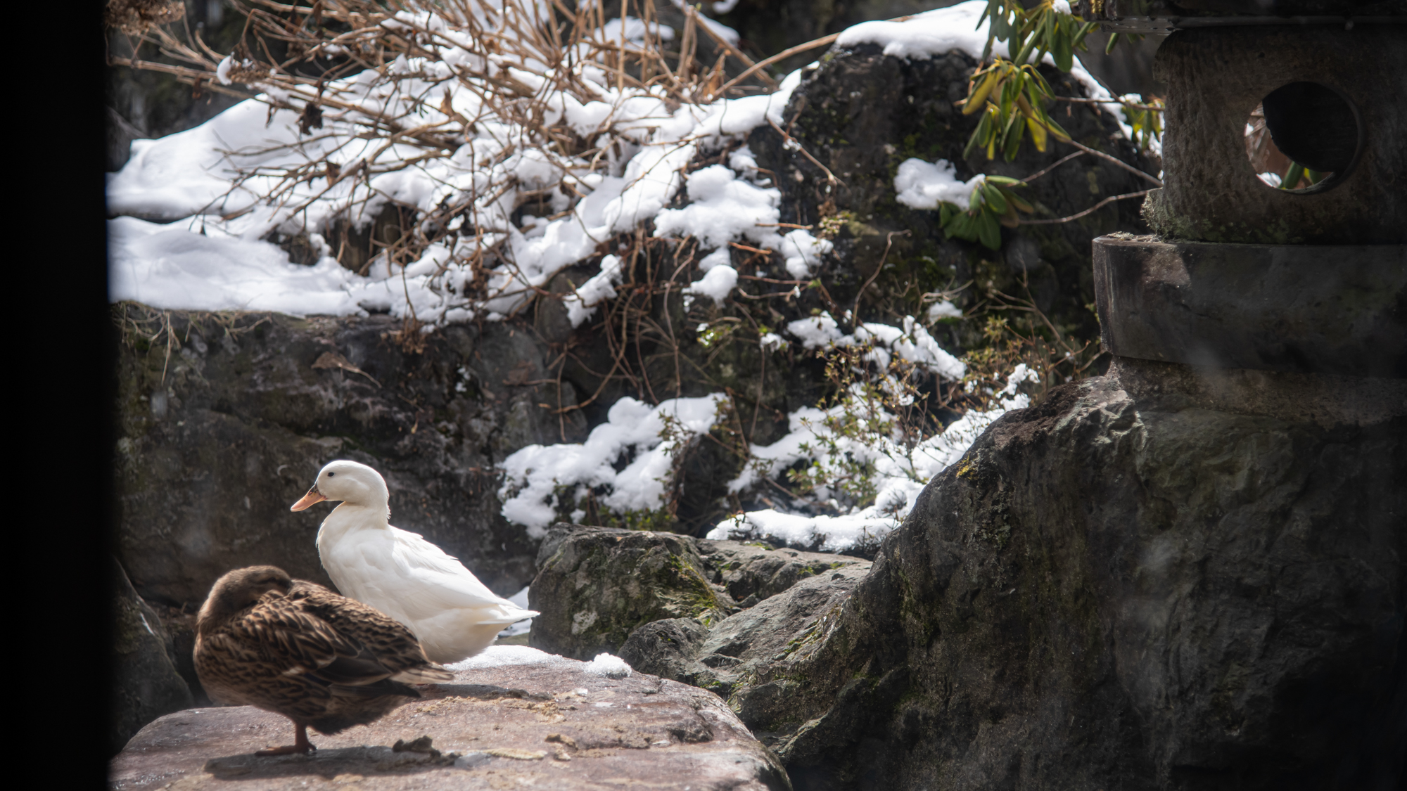 *【ロビー】寒さに負けず今日もカモさんはのんびり過ごしています。