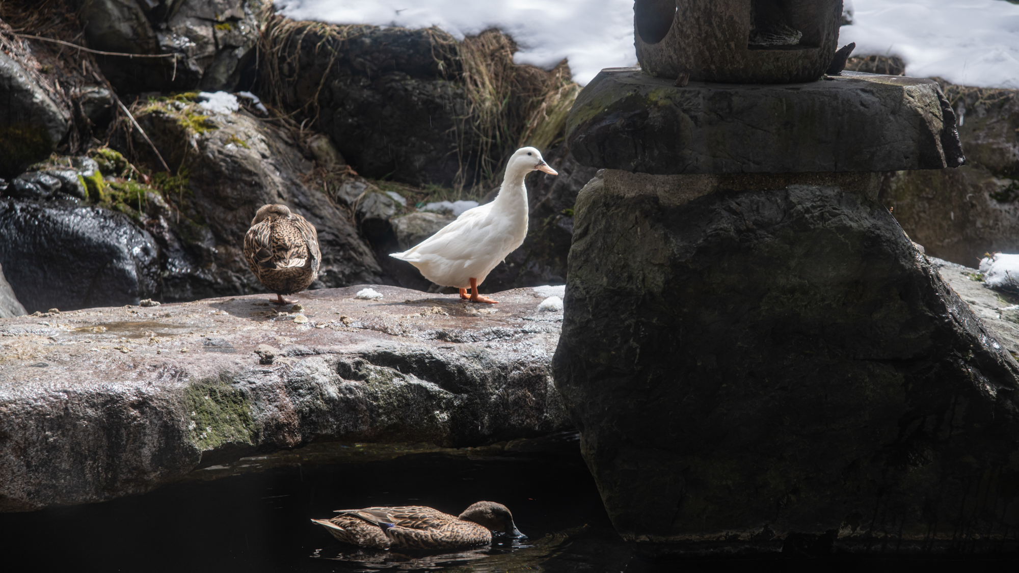 *【ロビー】カモのエサやりの時間に遭遇することも！とても可愛らしいカモさんです。