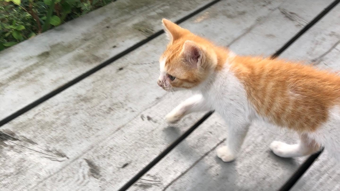 【ペットプラン】わん・ニャン・ぴょんと泊まれるLa Terrasse Awajiで淡路島を満喫！