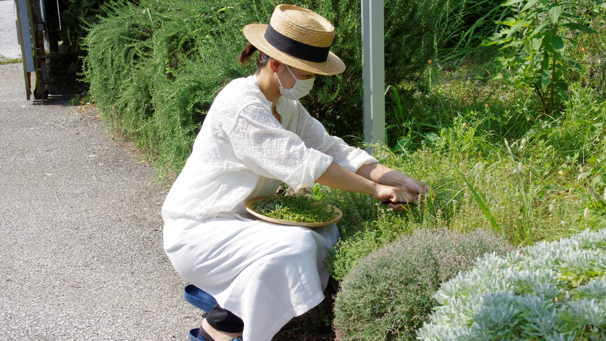 *【敷地内】庭にはハーブを植えています