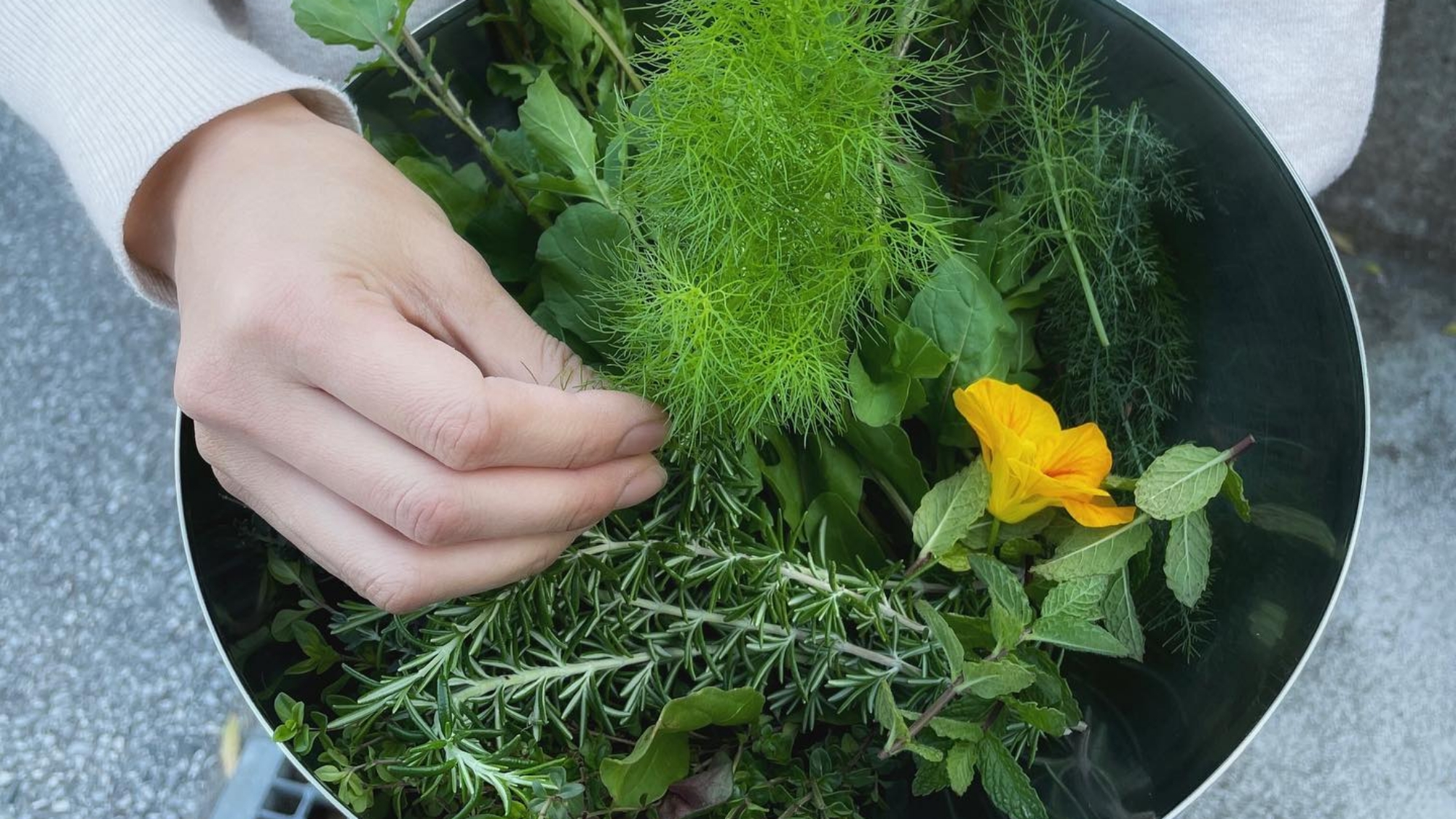 *【敷地内】ハーブ摘みもできます