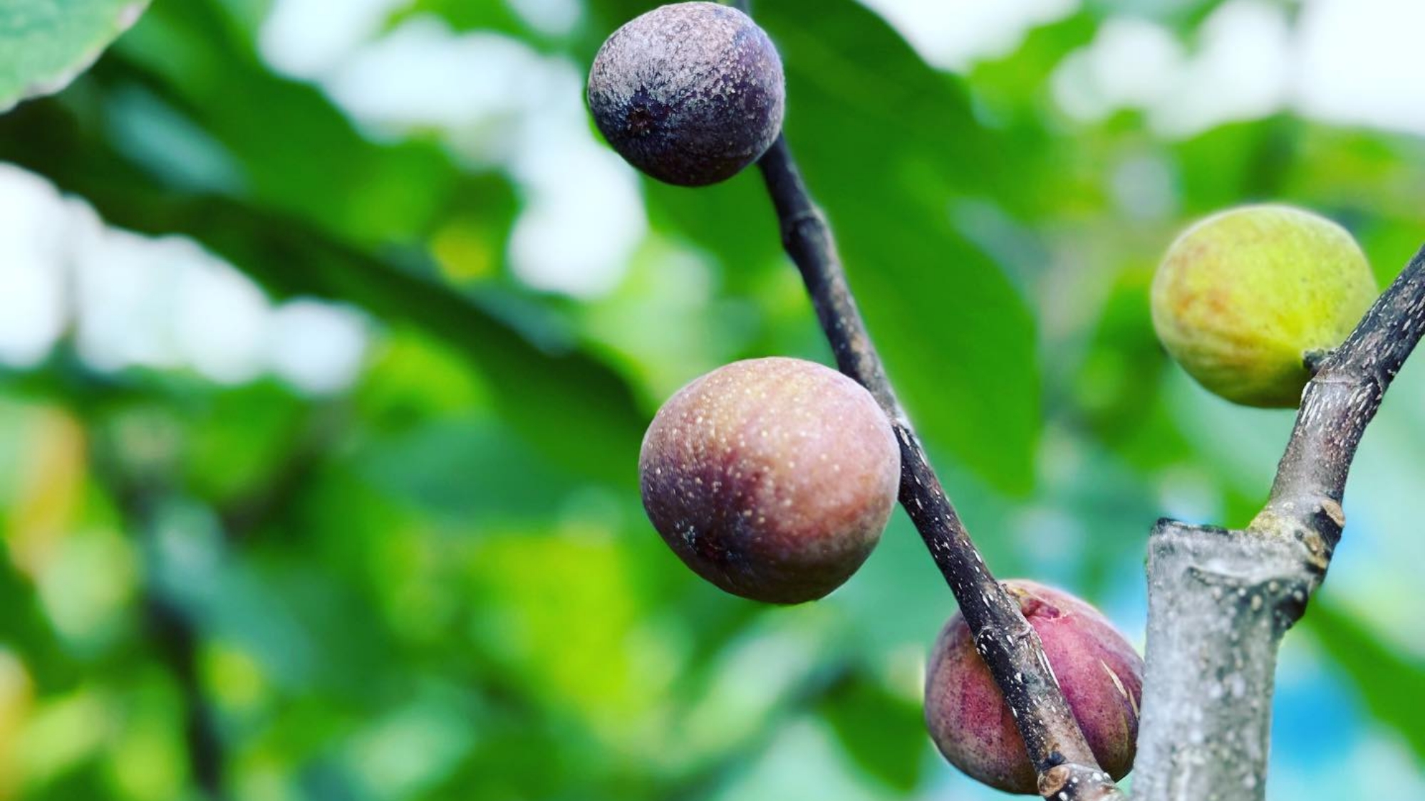 *【敷地内】イチジク