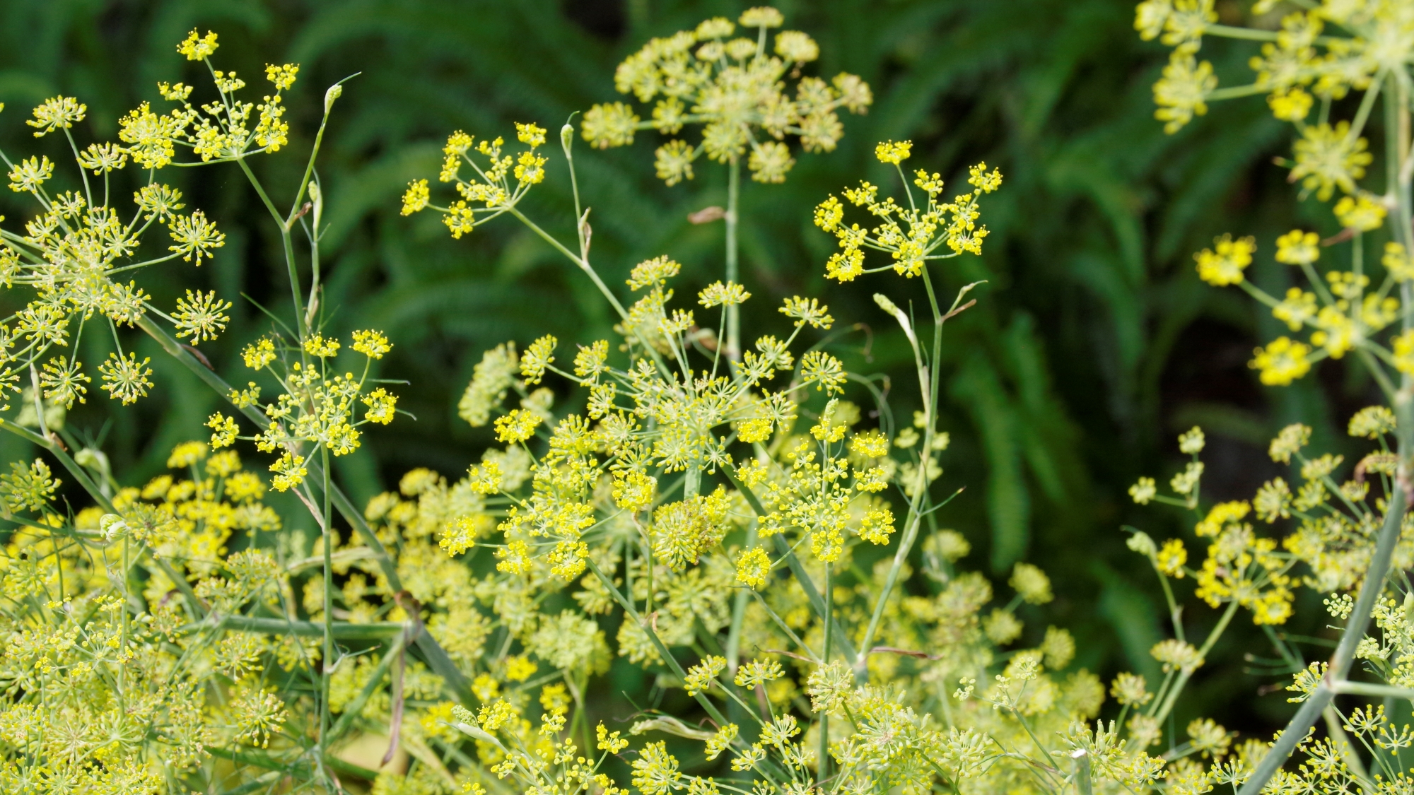 *【敷地内】庭にはハーブを植えています