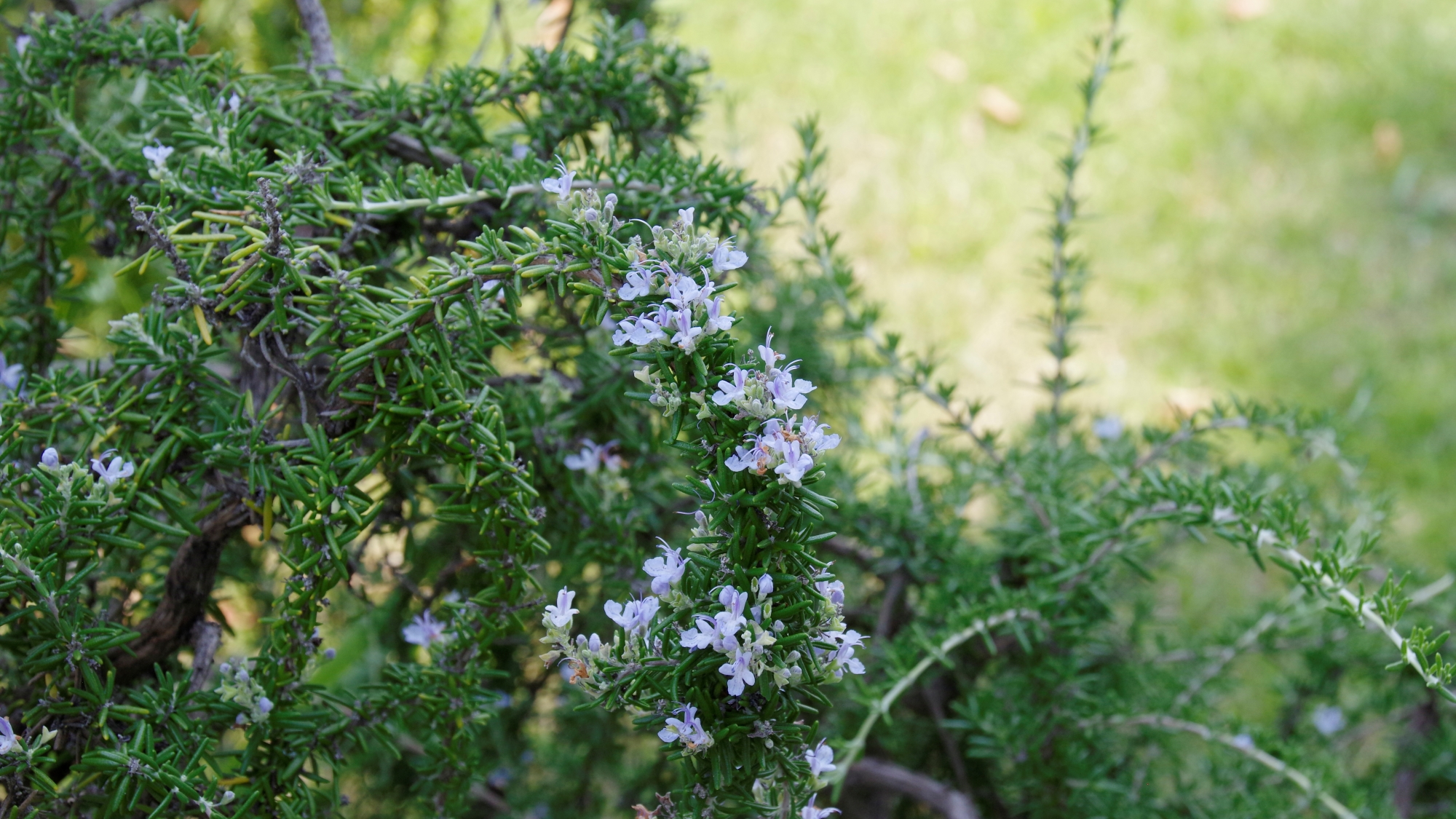 *【敷地内】庭にはハーブを植えています